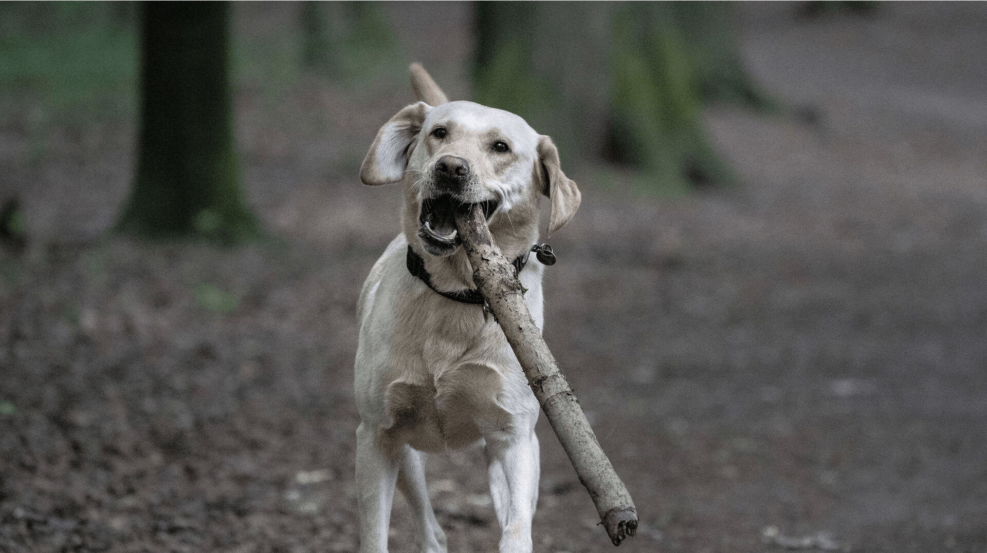 Sygdommen hjerte-lungeorm kan give hunden varige skader. 