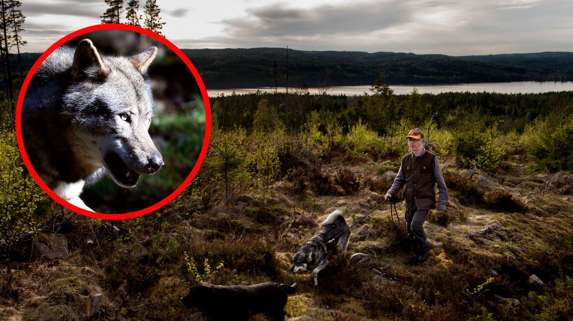 I Sverige bruges "ulvens fætter", hunde, ofte til at opsøge og jage de store dyr.