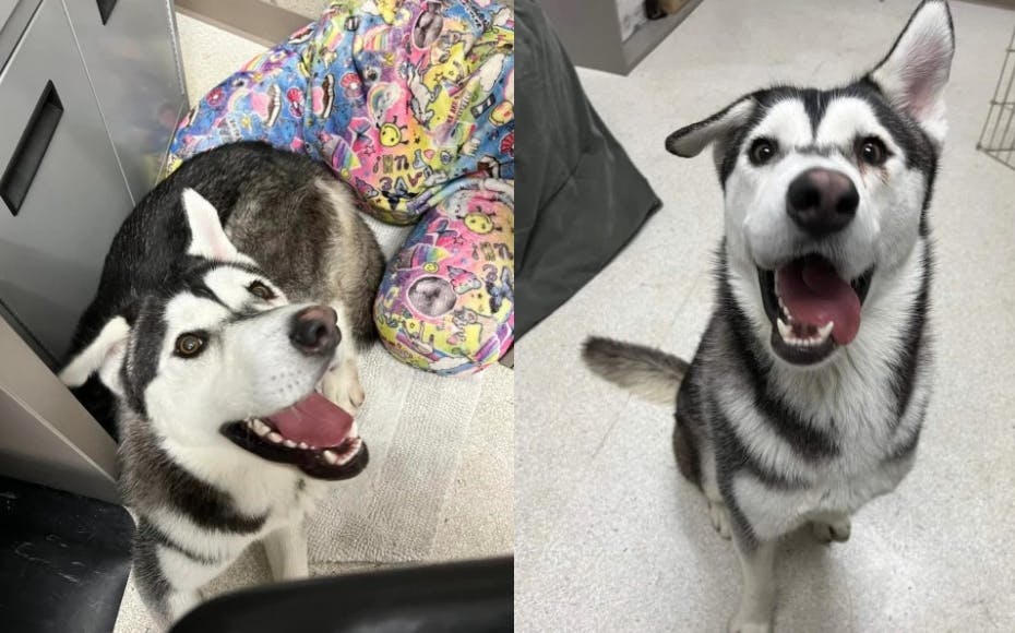 Sherry kunne ikke stå for Harveys skæve smil.