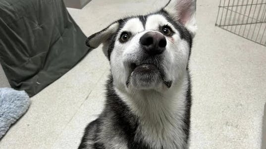 Hunden Husky har et ganske særligt udseende.