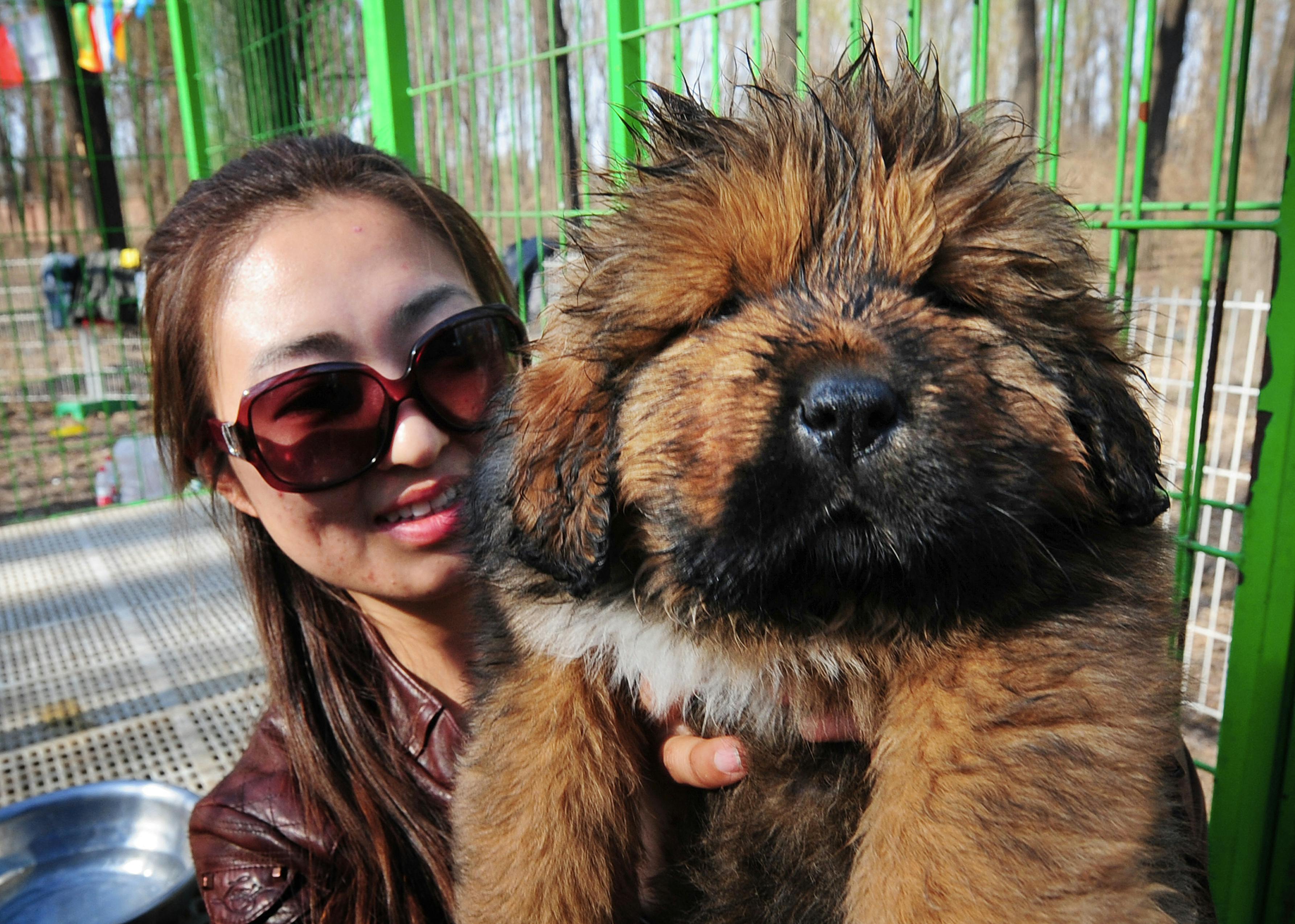 Hunderacen Tibetansk Mastiff er et statussymbol i Kina, og prisen er også derefter – faktisk er det en af verdens dyreste hunderacer (arkivfoto).&nbsp;