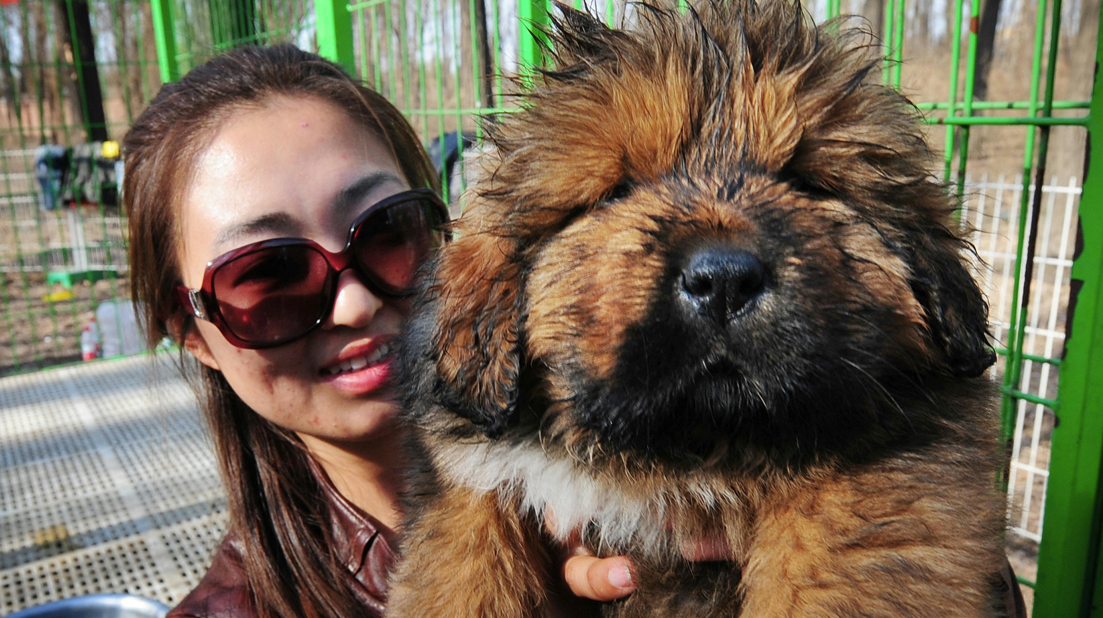 Hunderacen Tibetansk Mastiff er et statussymbol i Kina, og prisen er også derefter – faktisk er det en af verdens dyreste hunderacer (arkivfoto).&nbsp;