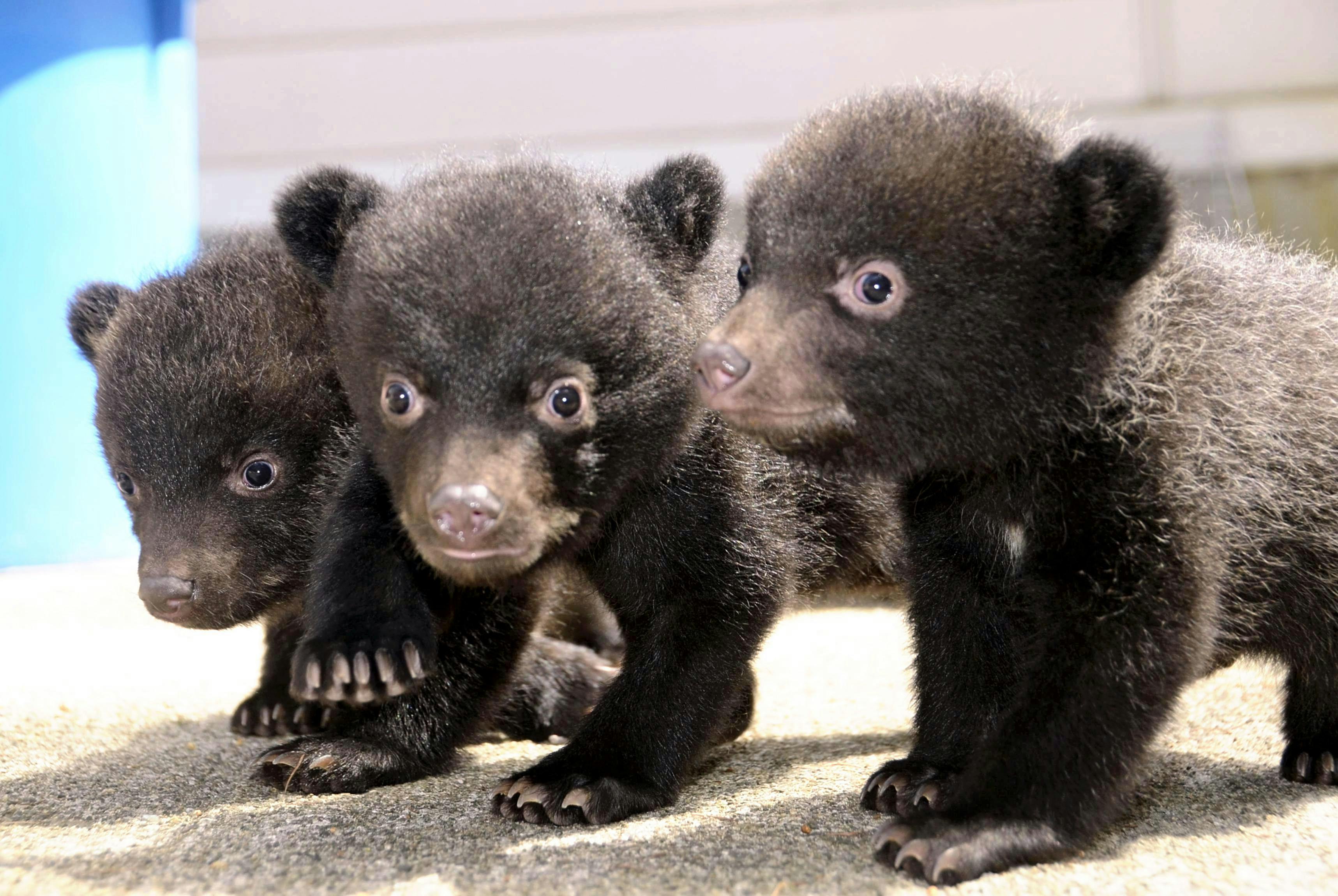 Her ses et kuld asiatiske sortbjørneunger, som en kinesisk kvinde så forvekslede med en hund. 