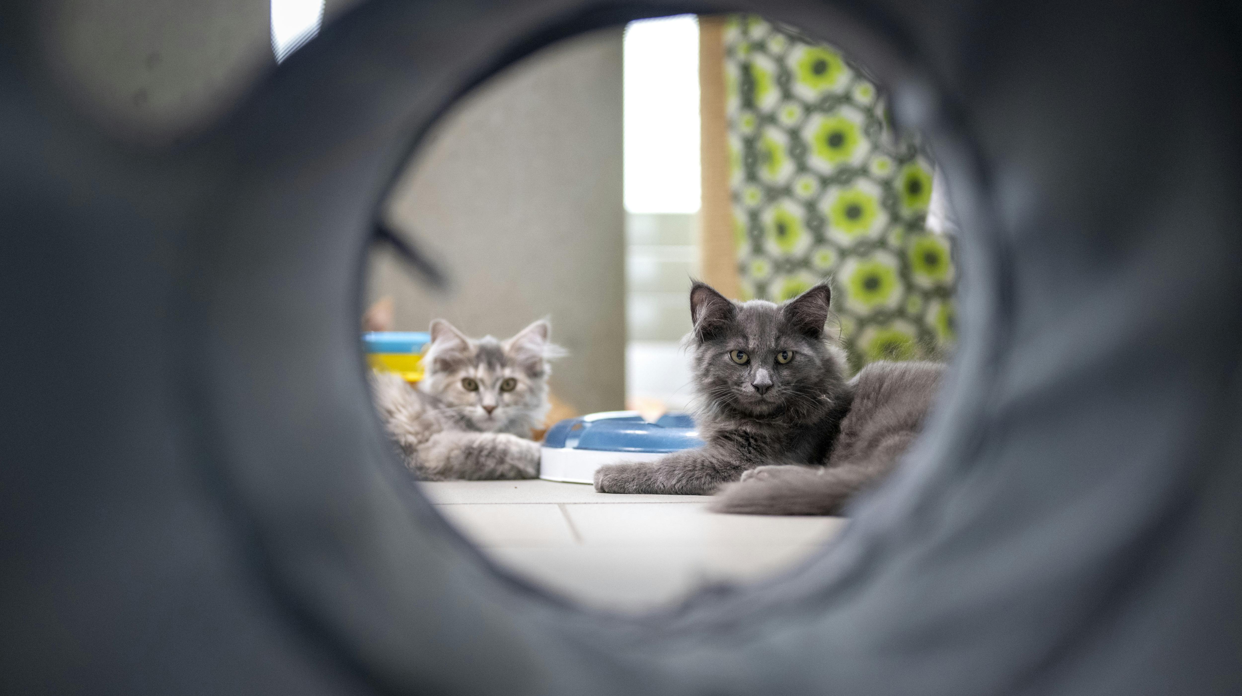 En britisk politiker afslører nu, at regeringen kort overvejede, om alle katte skulle aflives, da corona gjorde sit indtog i landet. nbsp;