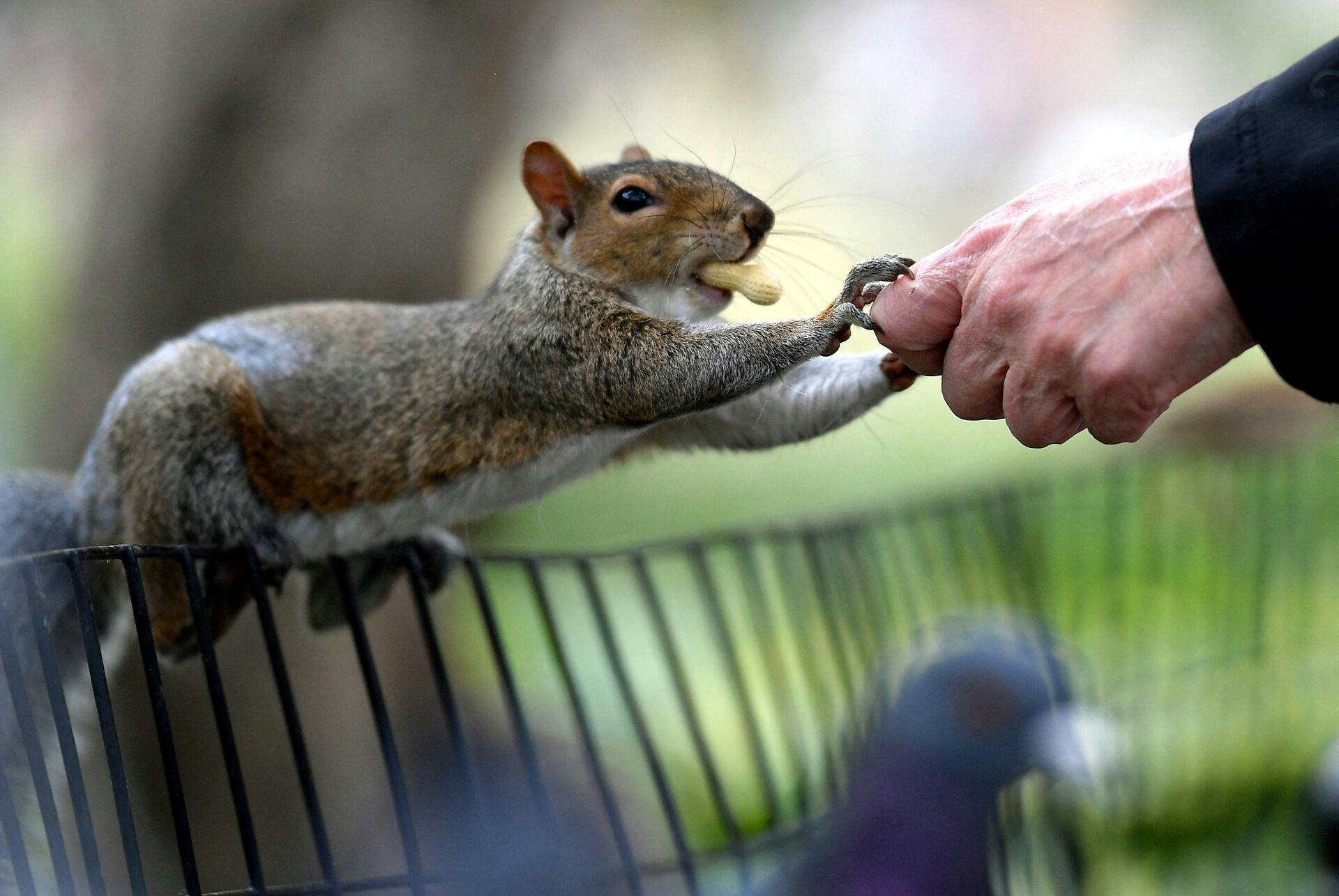 "Exmoor Squirrel Project" opfordrer den britiske befolkning til at spise grå egern i stedet for det hjemmehørende røde egern.&nbsp;
