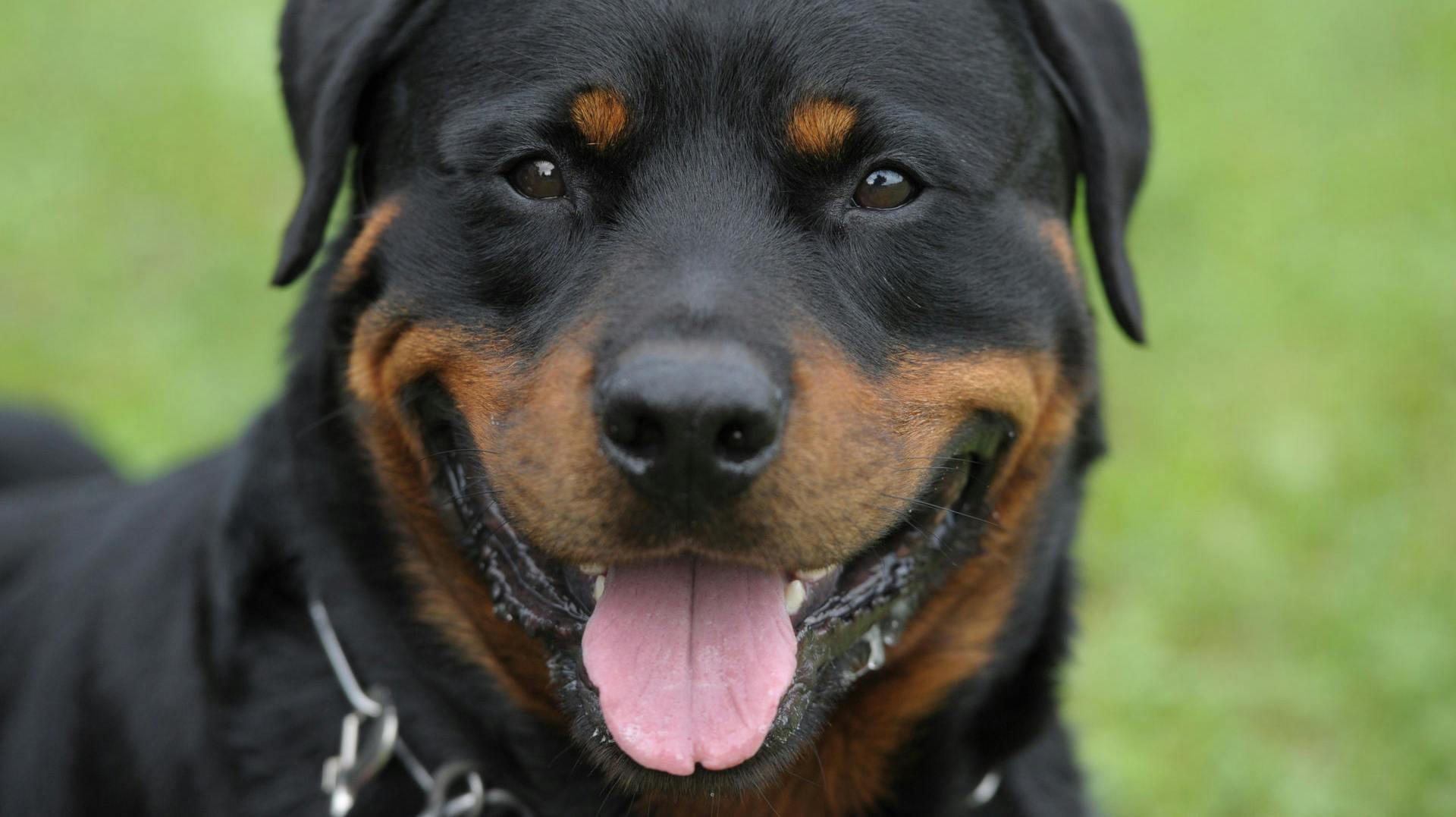 Politiet har skudt en rottweiler ved en børnehave i Silkeborg. 