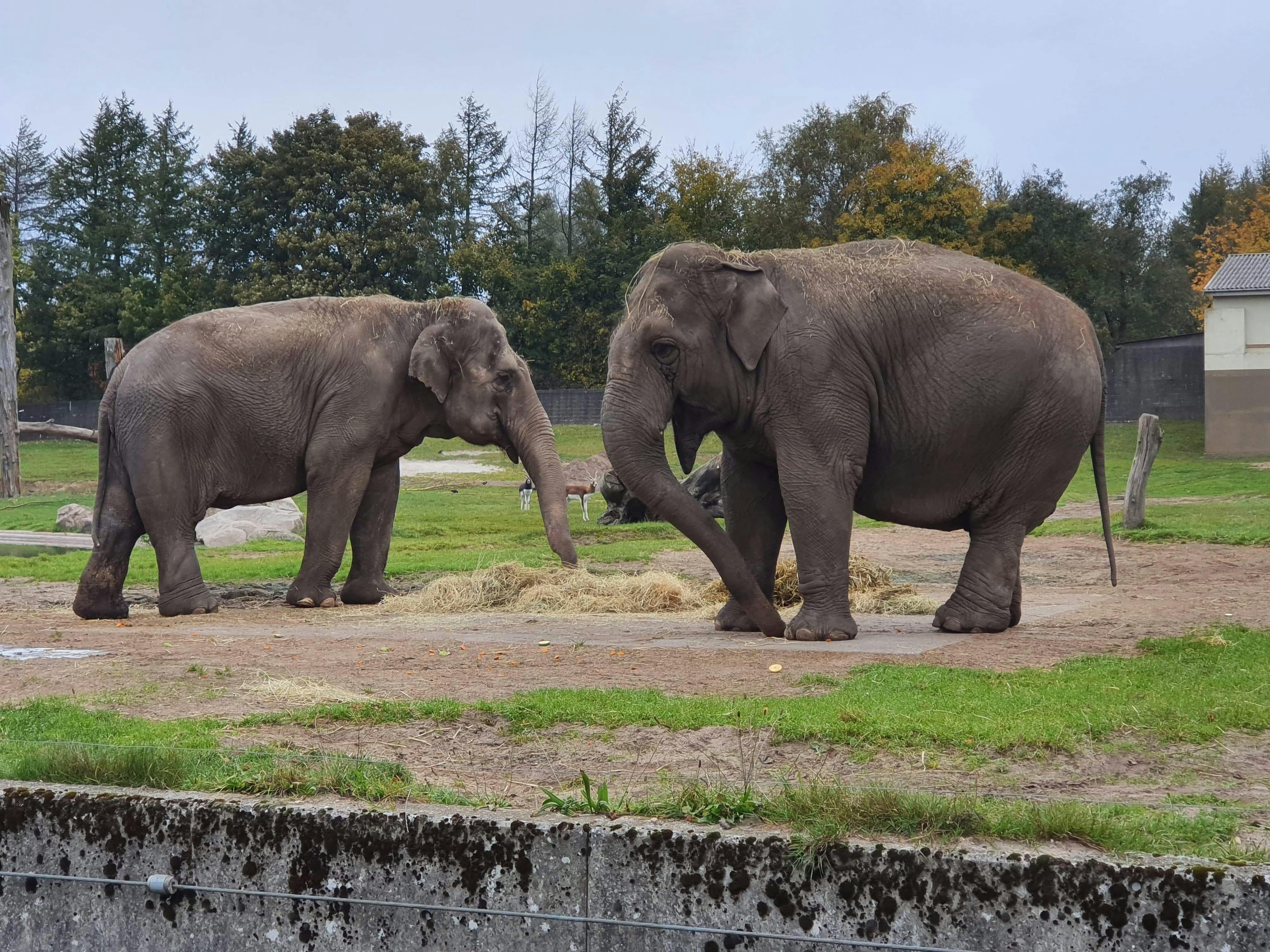 De to elefanter Sandrine og Medu er døde, og derfor er der ikke længere elefanter i Givskud Zoo.