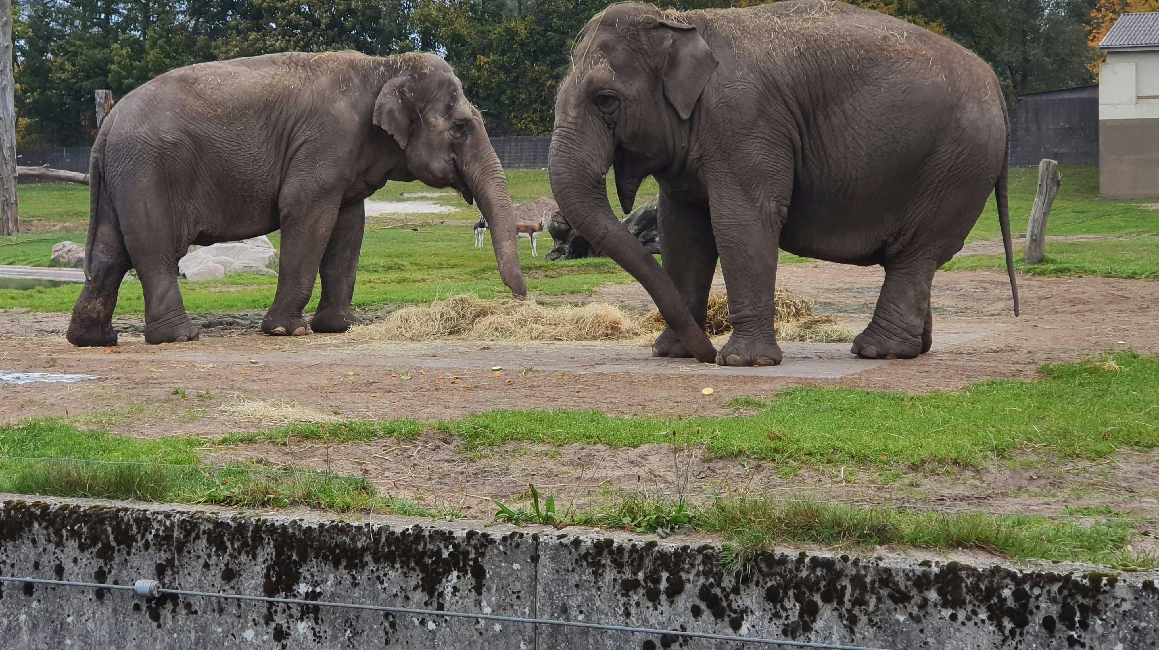 De to elefanter Sandrine og Medu er døde, og derfor er der ikke længere elefanter i Givskud Zoo.