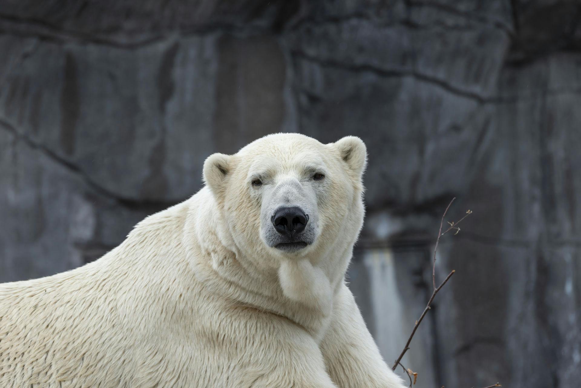 En isbjørn er tirsdag død i Københavns Zoo. Det vides ikke, om der er tale om isbjørnen på dette billede.&nbsp;