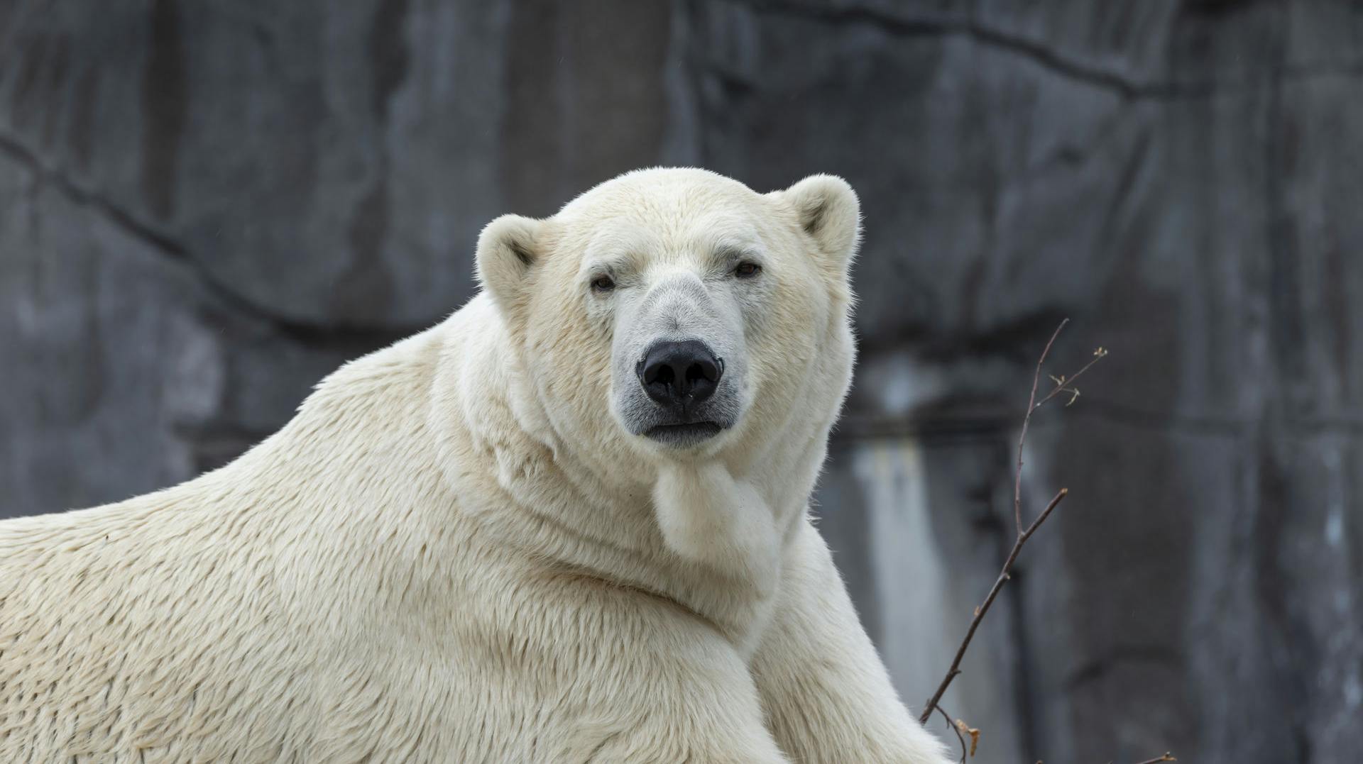 En isbjørn er tirsdag død i Københavns Zoo. Det vides ikke, om der er tale om isbjørnen på dette billede. 