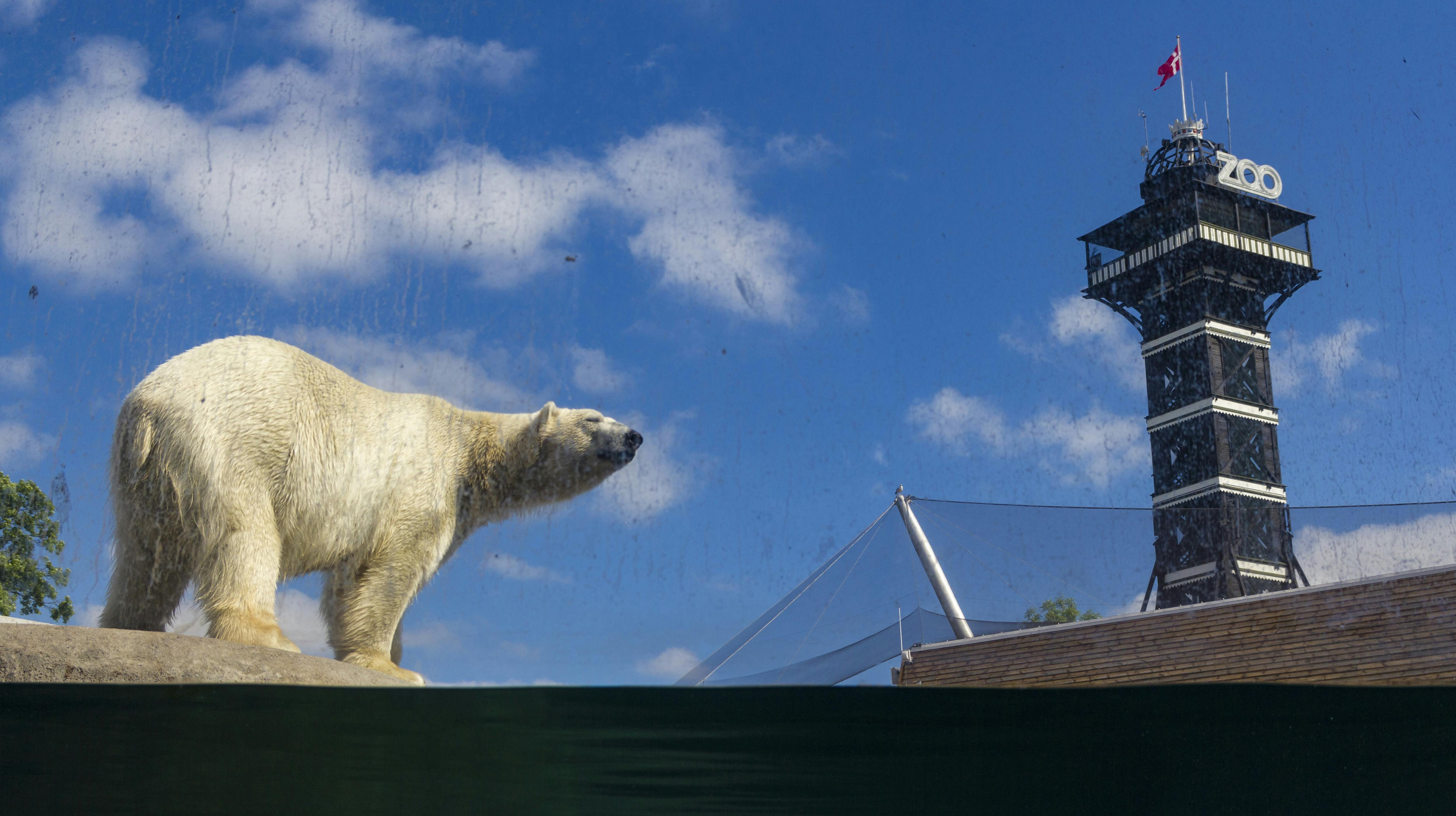 Zoologisk Have er blevet en isbjørn fattigere. nbsp;