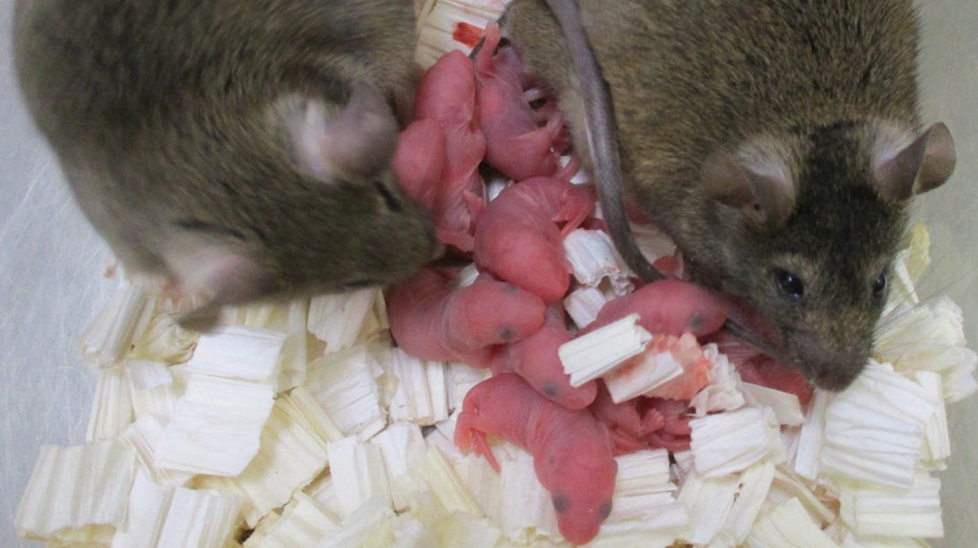Det er ved hjælp af stamceller fra en hanmus lykkedes forskerne at skabe æg, som efterfølgende er blevet befrugtet med sæd fra en anden mus. (Arkivfoto.) nbsp;