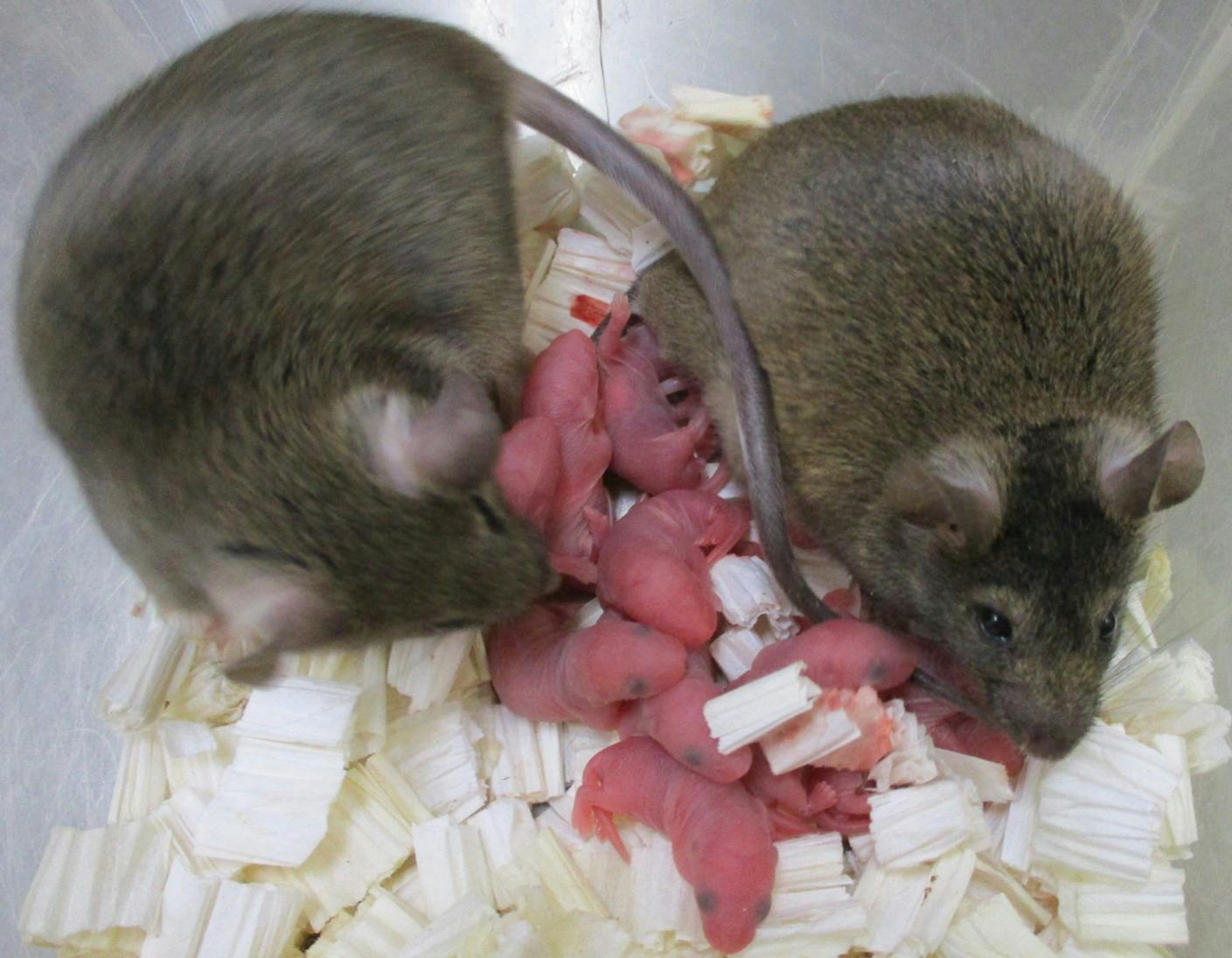Det er ved hjælp af stamceller fra en hanmus lykkedes forskerne at skabe æg, som efterfølgende er blevet befrugtet med sæd fra en anden mus. (Arkivfoto.) nbsp;