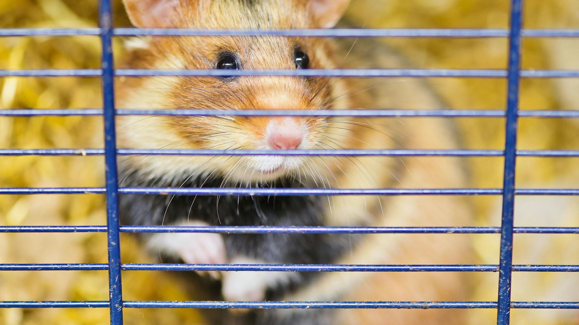 Dette er et modelfoto og altså ikke den pågældende hamster. 