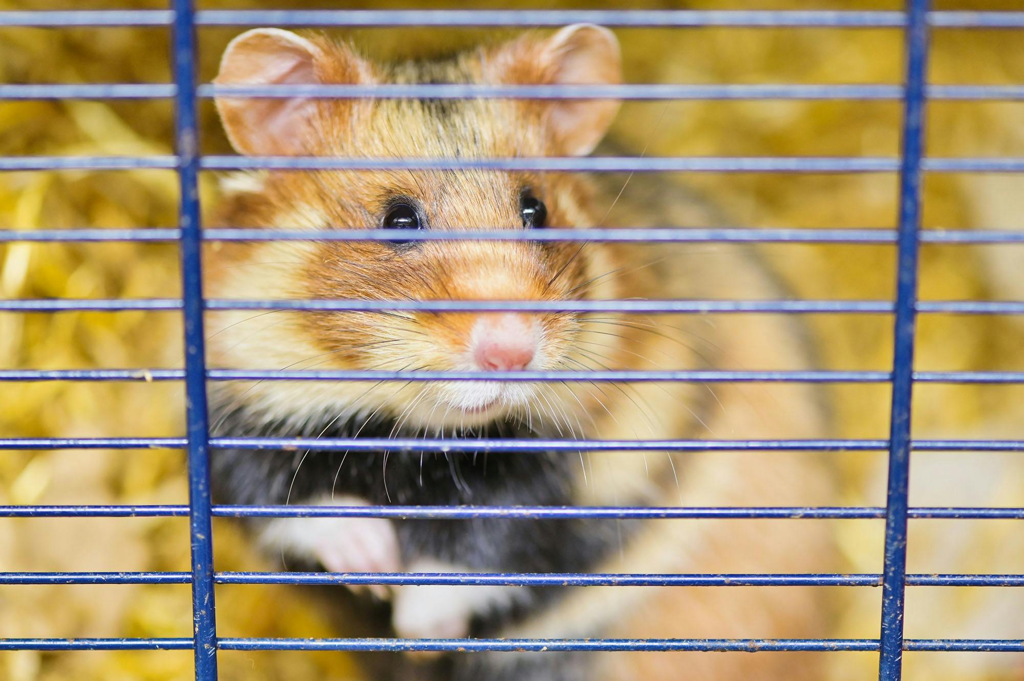 Dette er et modelfoto og altså ikke den pågældende hamster. 