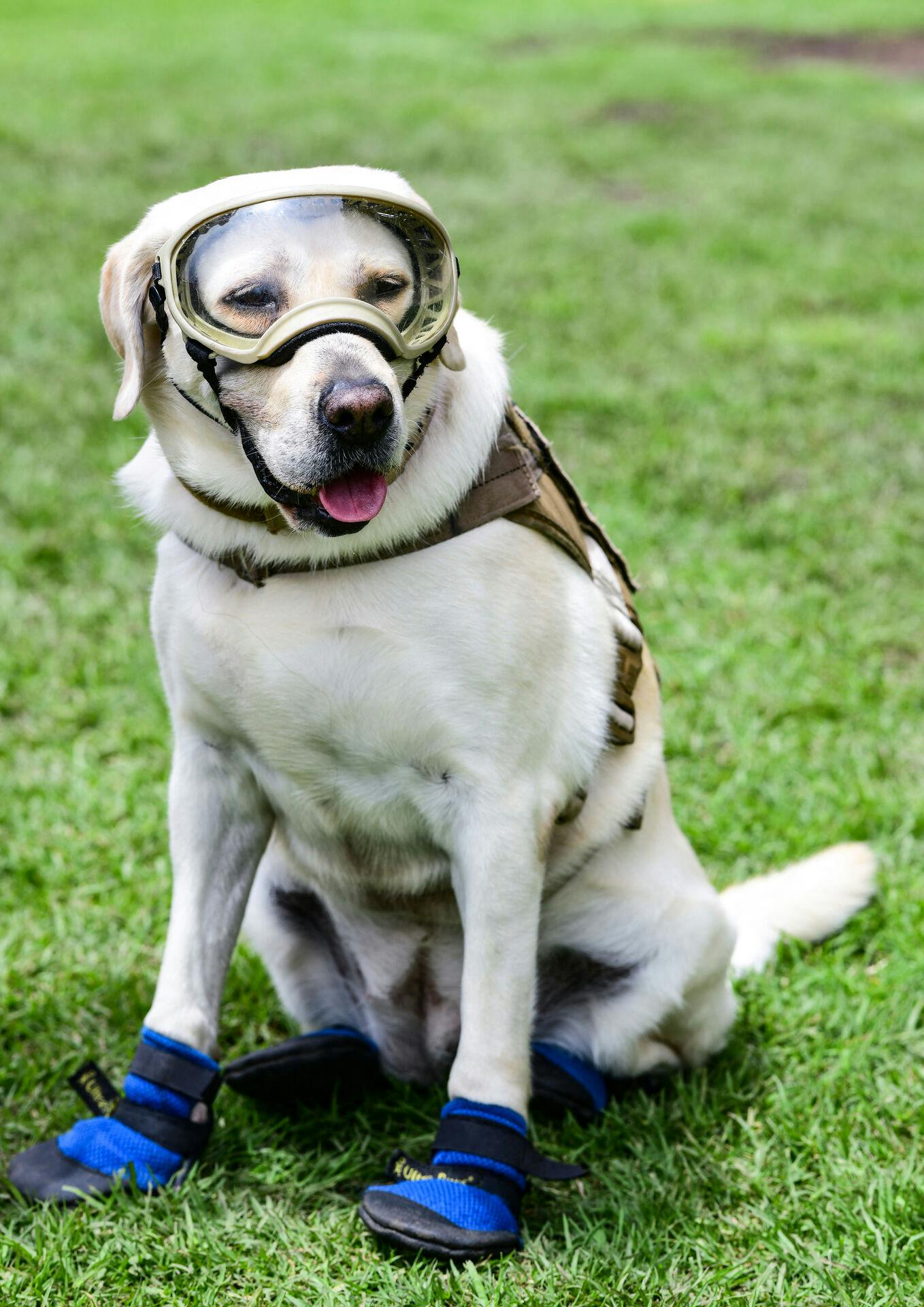 Selv iført beskyttelsesbriller og sikkerhedssko ser labradoren sød ud. Den er da også danskernes favorithund.&nbsp;
