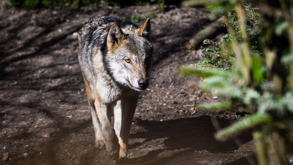Antallet af ulve er steget fra 14 til 29 på blot et år. Denne bor i Københavns Zoo.