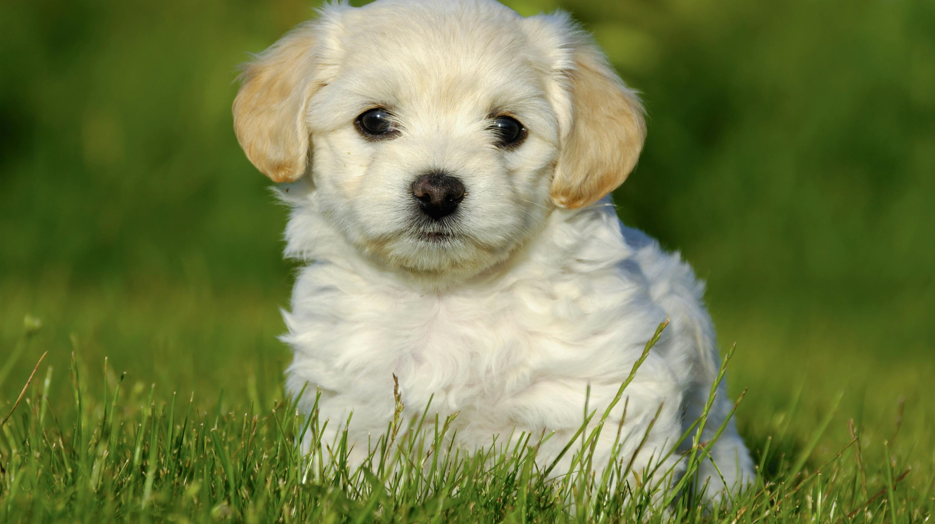 Sød ser den ud - og Bichon havaneser er da også på en sikker andenplads over de mest populære hunde. 
