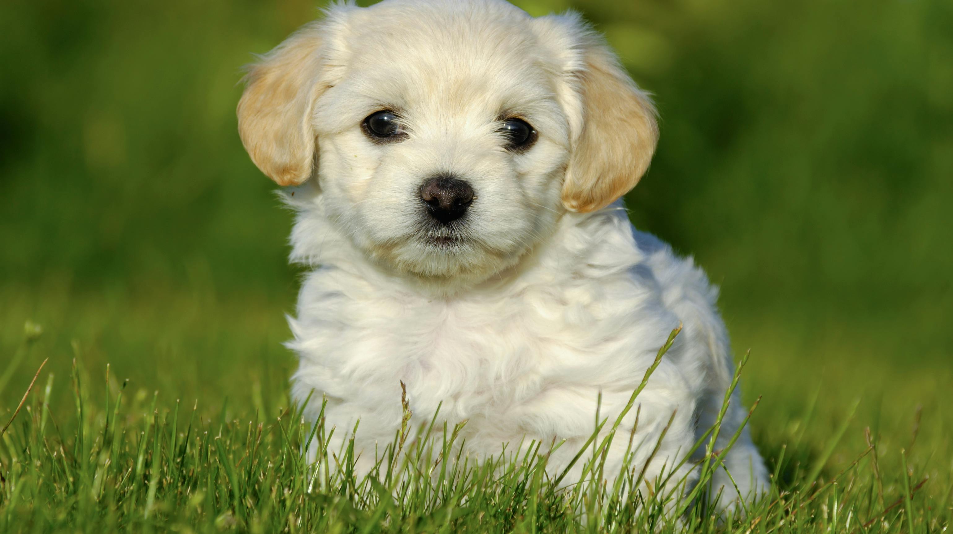 Sød ser den ud - og&nbsp;Bichon havaneser er da også på en sikker andenplads over de mest populære hunde.&nbsp;