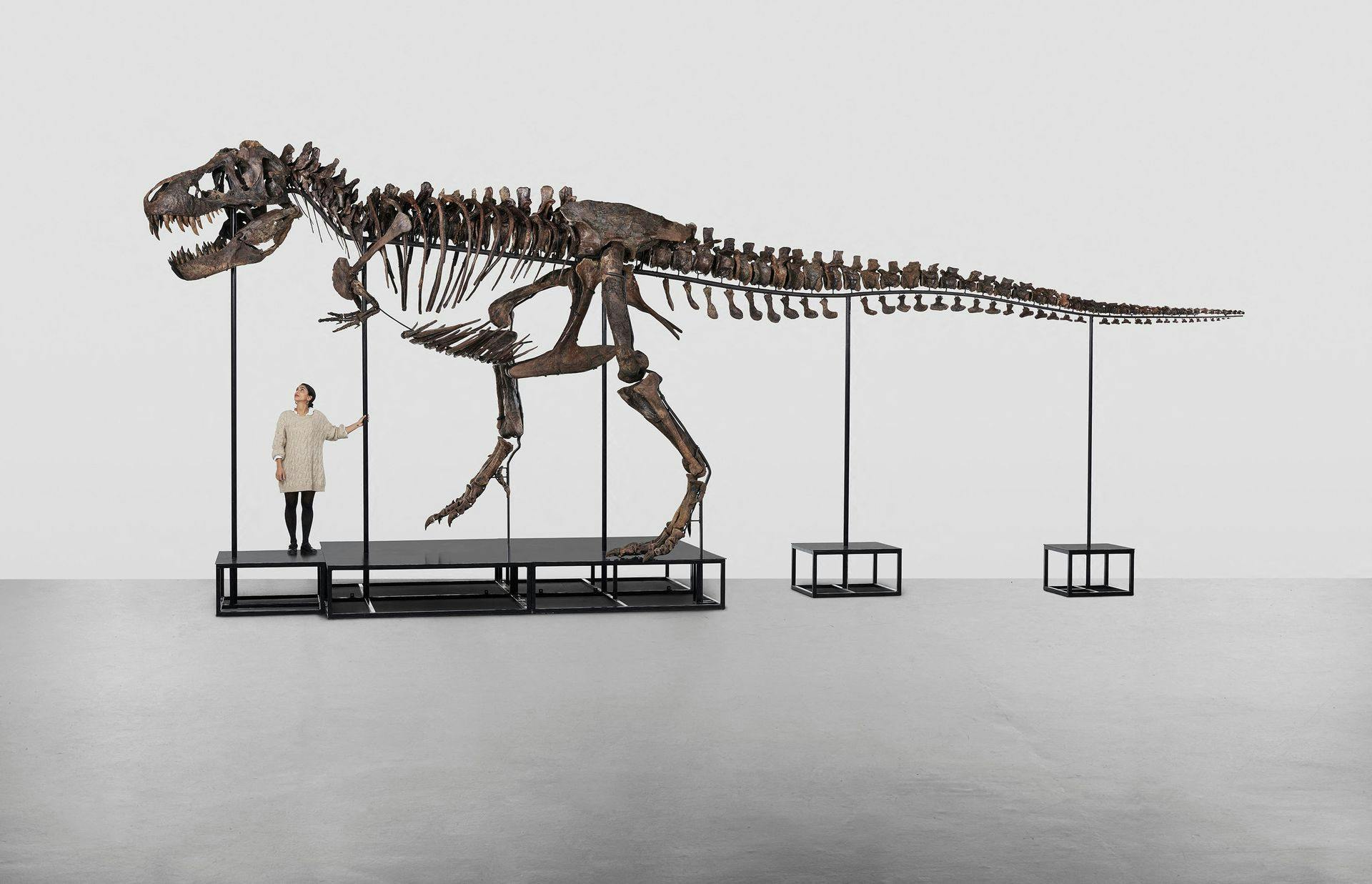 Dinosaurskelettet "Trinity" består af knogler fra tre forskellige tyrannosaurus rex.
