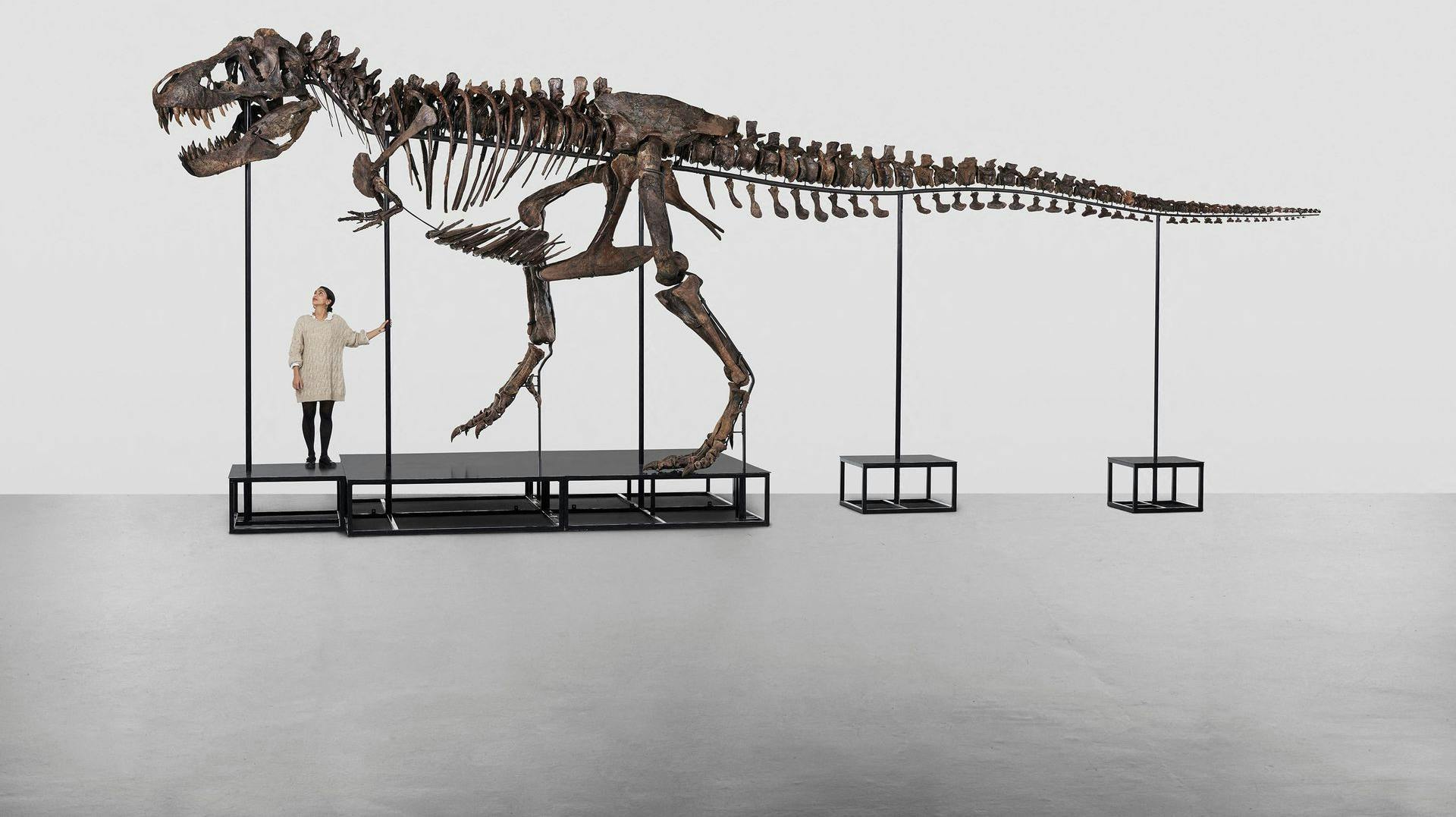 Dinosaurskelettet "Trinity" består af knogler fra tre forskellige tyrannosaurus rex.