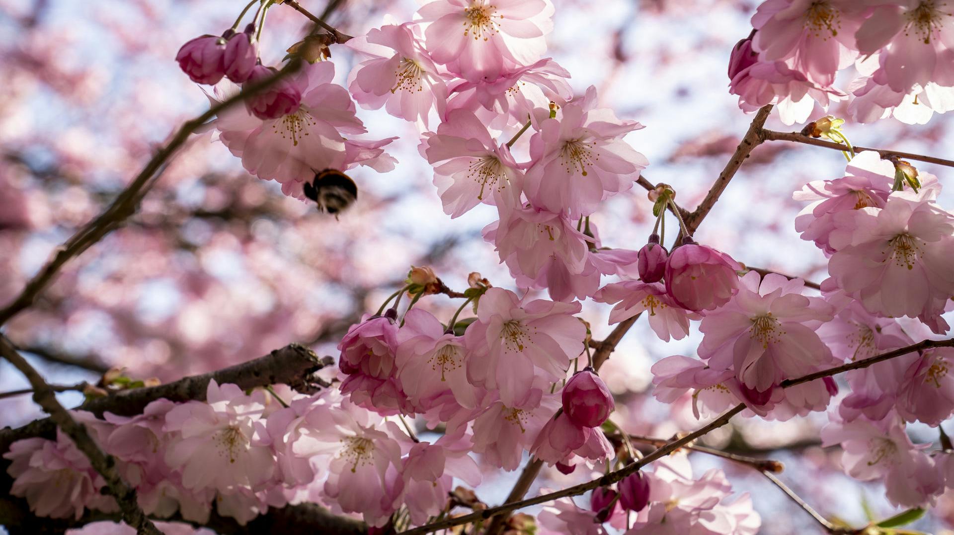 Foråret har budt på både sne og regn, men nu kan det gode vejr være på vej. 