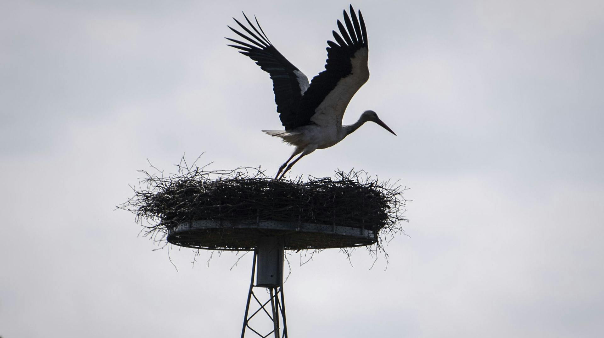 Arkivfoto. Bækmarksbro er blevet besøgt af storke i mange år.