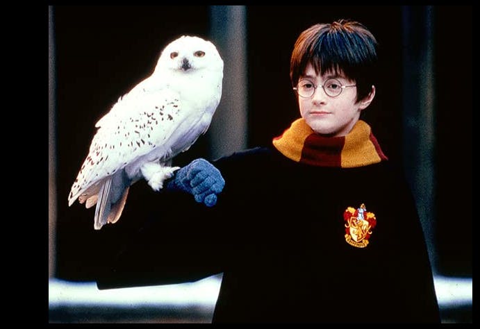 Uglen Hedwig fra filmene om den unge troldmand 