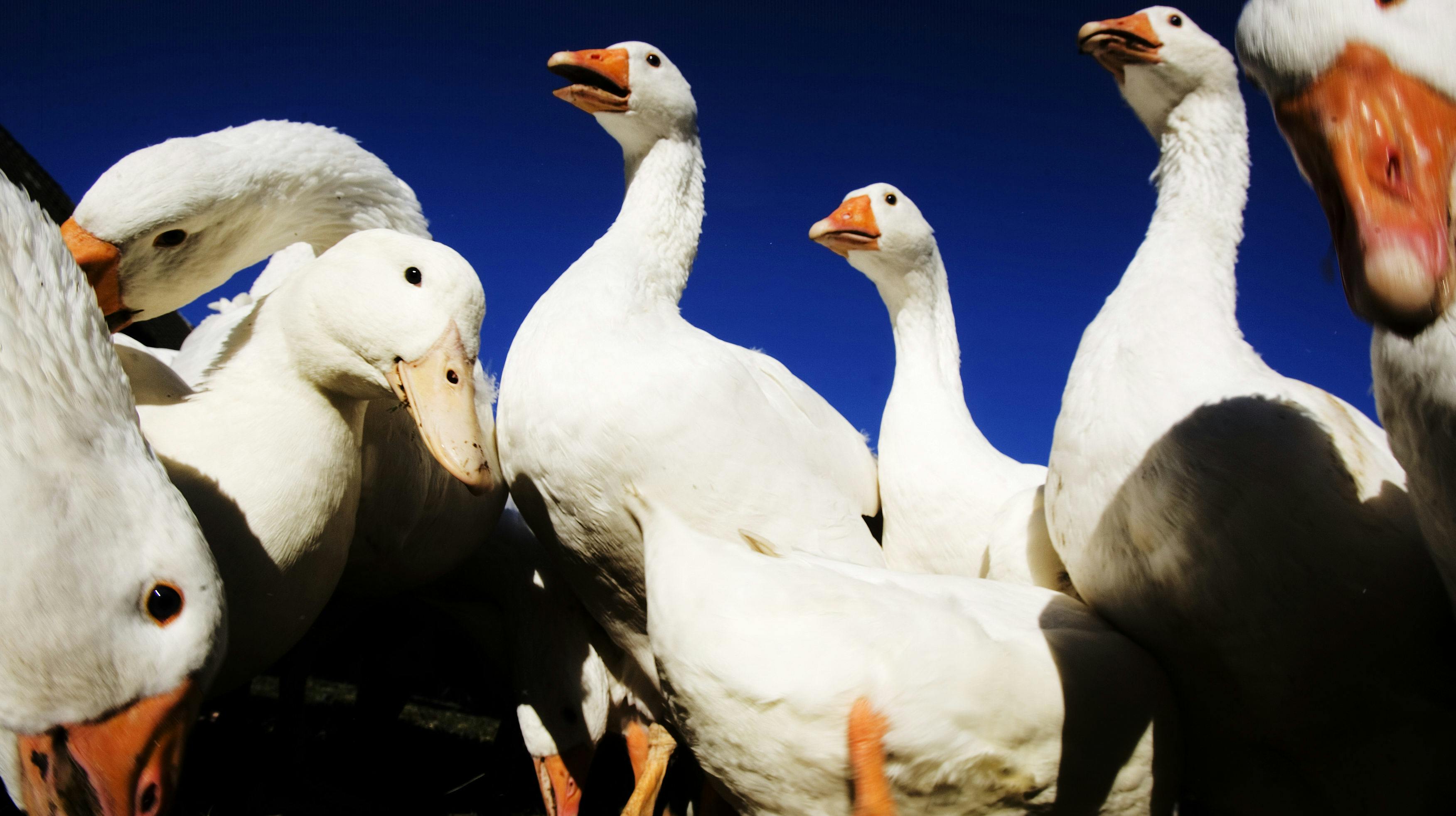 En mindre fjerkræbesætning ved Ramløse i Nordsjælland er ramt af fugleinfluenza (Arkivfoto). 