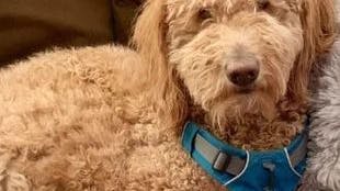 Den lille søde doddle lignede nærmere Pennywise fra IT, efter den havde været forbi hundefrisøren. 