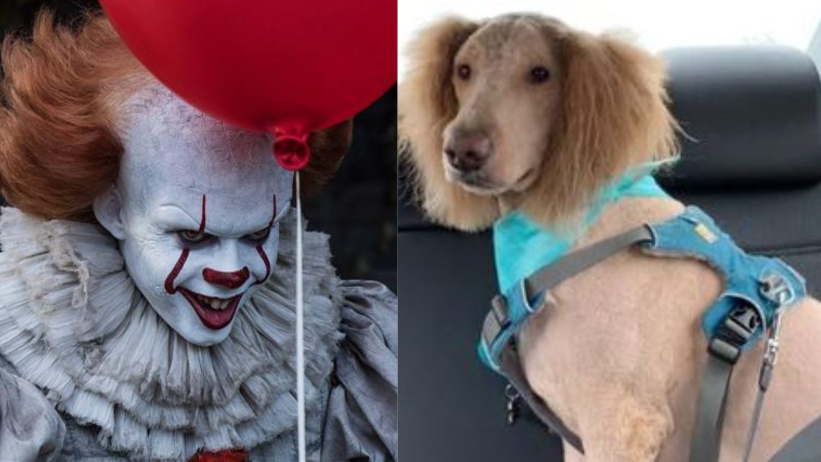 Man skulle næsten tro, at hundeejeren havde fået den forkerte vovse med hjem fra frisøren....