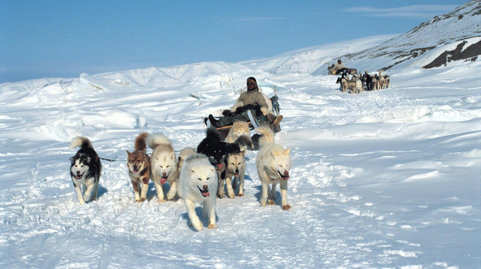 Seksårig dreng er gået bort, efter han blev bidt og skamferet af slædehunde i Grønland. nbsp;