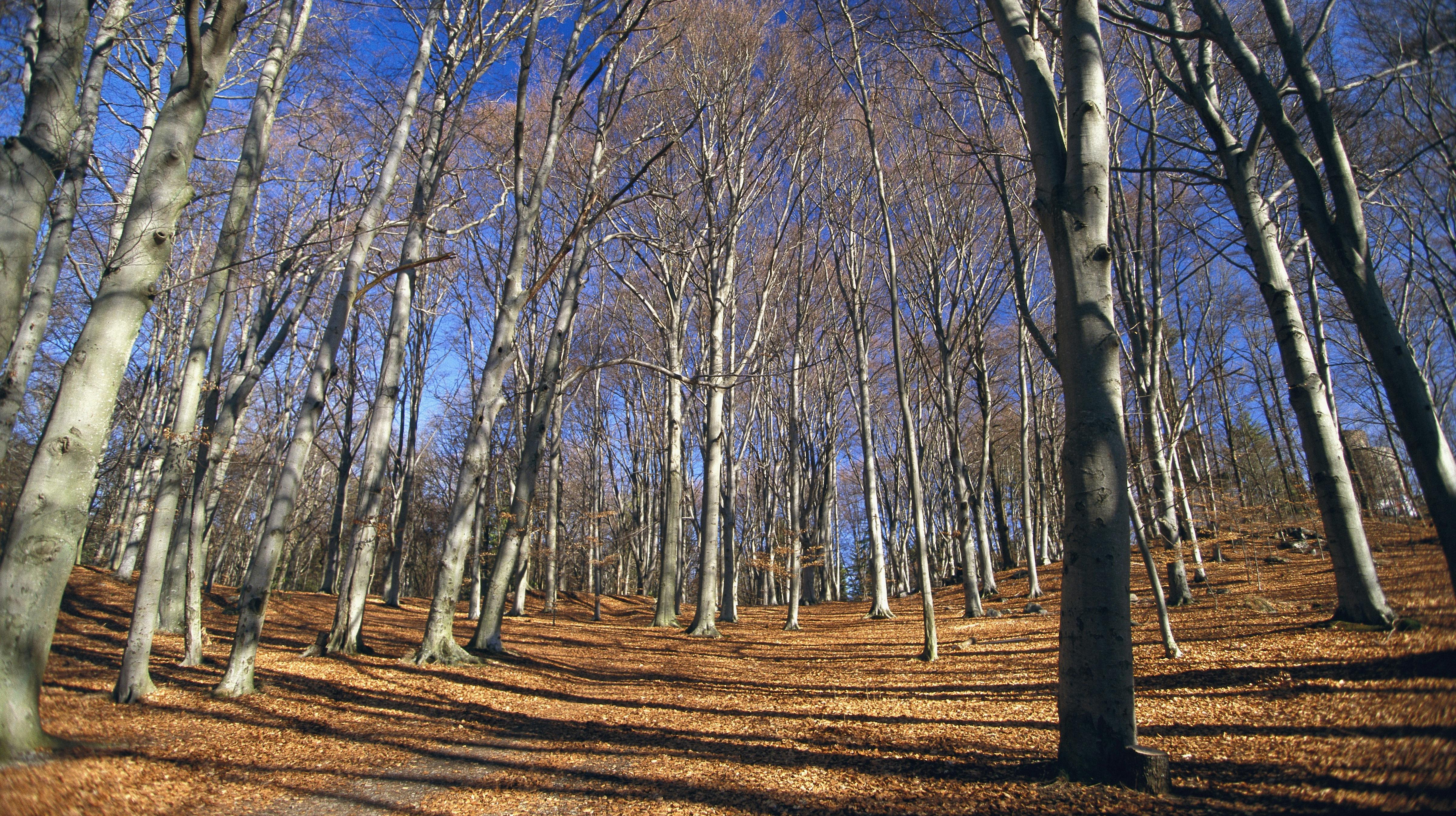 Kvinden anmeldte umiddelbart efter episoden til politiet