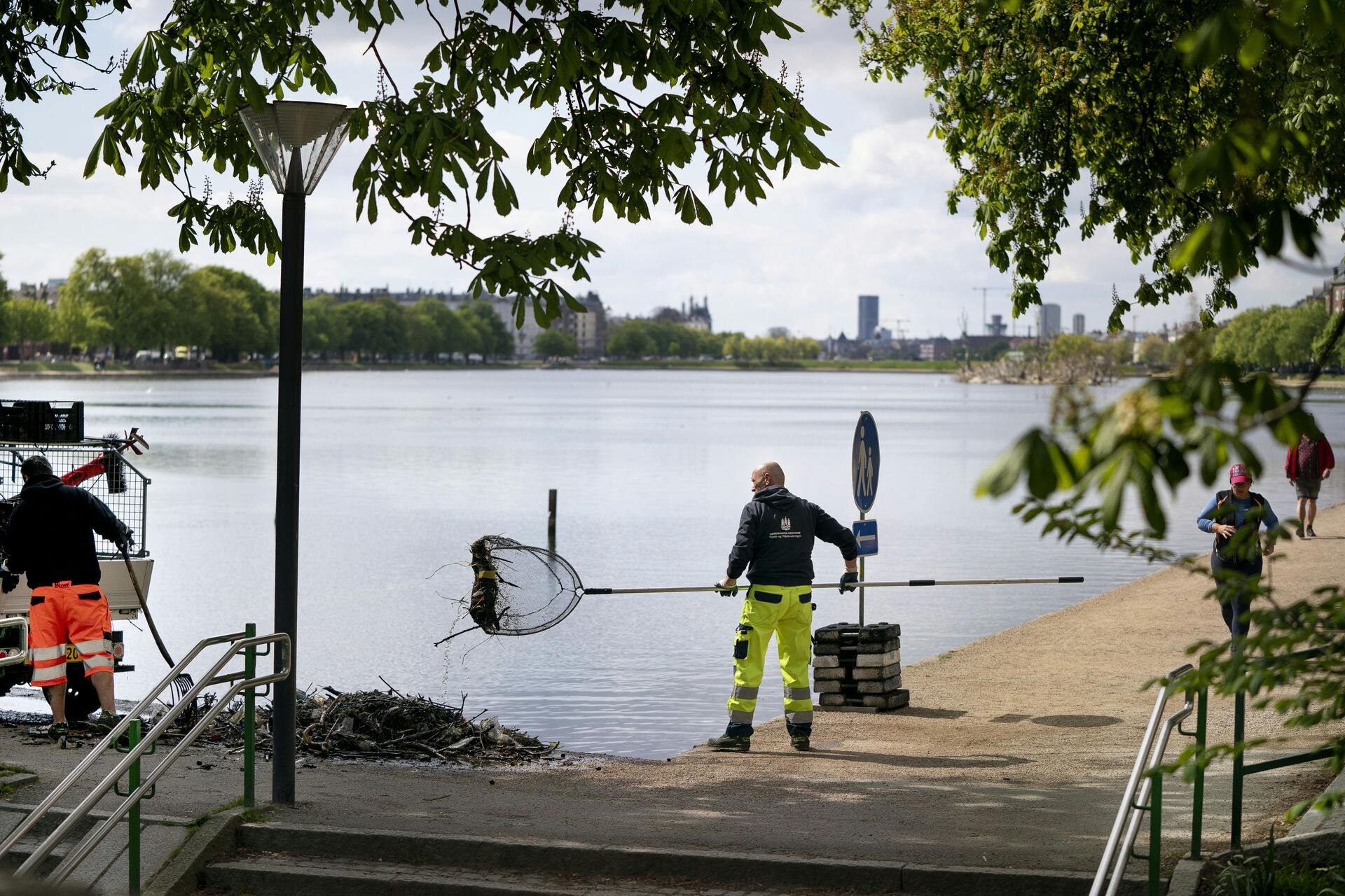 Det er et større projekt både arbejds- og sundhedsmæssigt at få søerne rene.