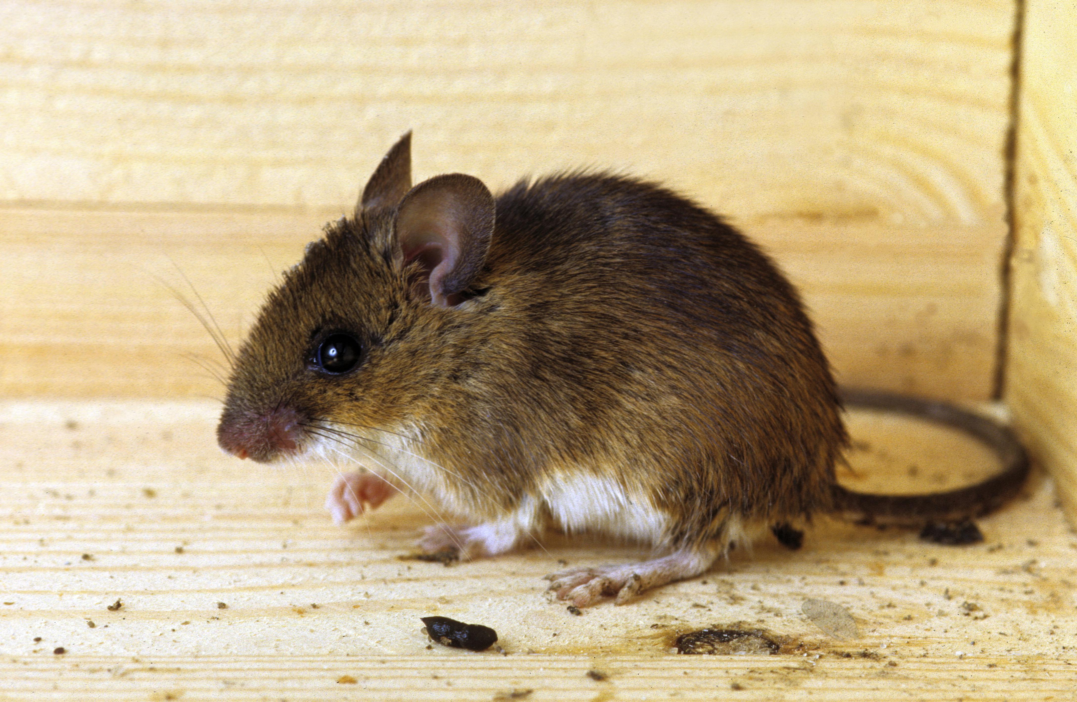 Den aarhusianske dagligvareforretning er i øjeblikket lukket, da der har været mus i brødet.