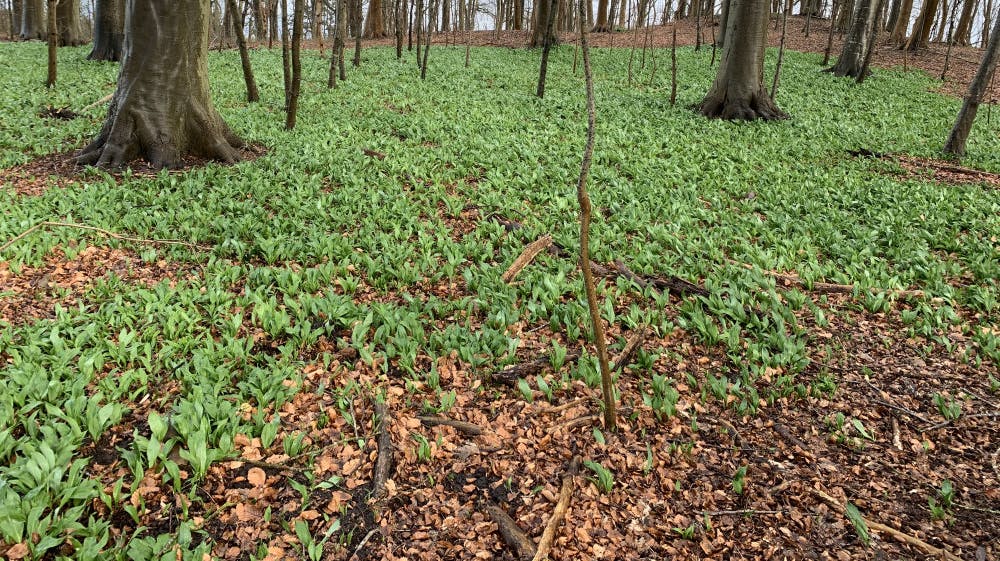 Rasmløg titter frem