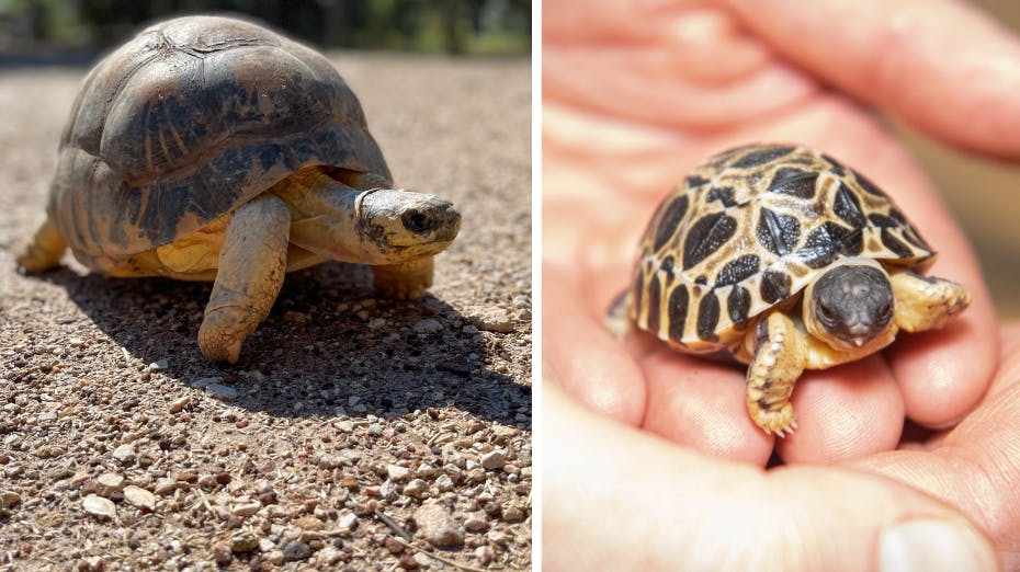 I en alder af 90 år er stråleskildpadden Mr. Pickles blevet far for første gang. nbsp;