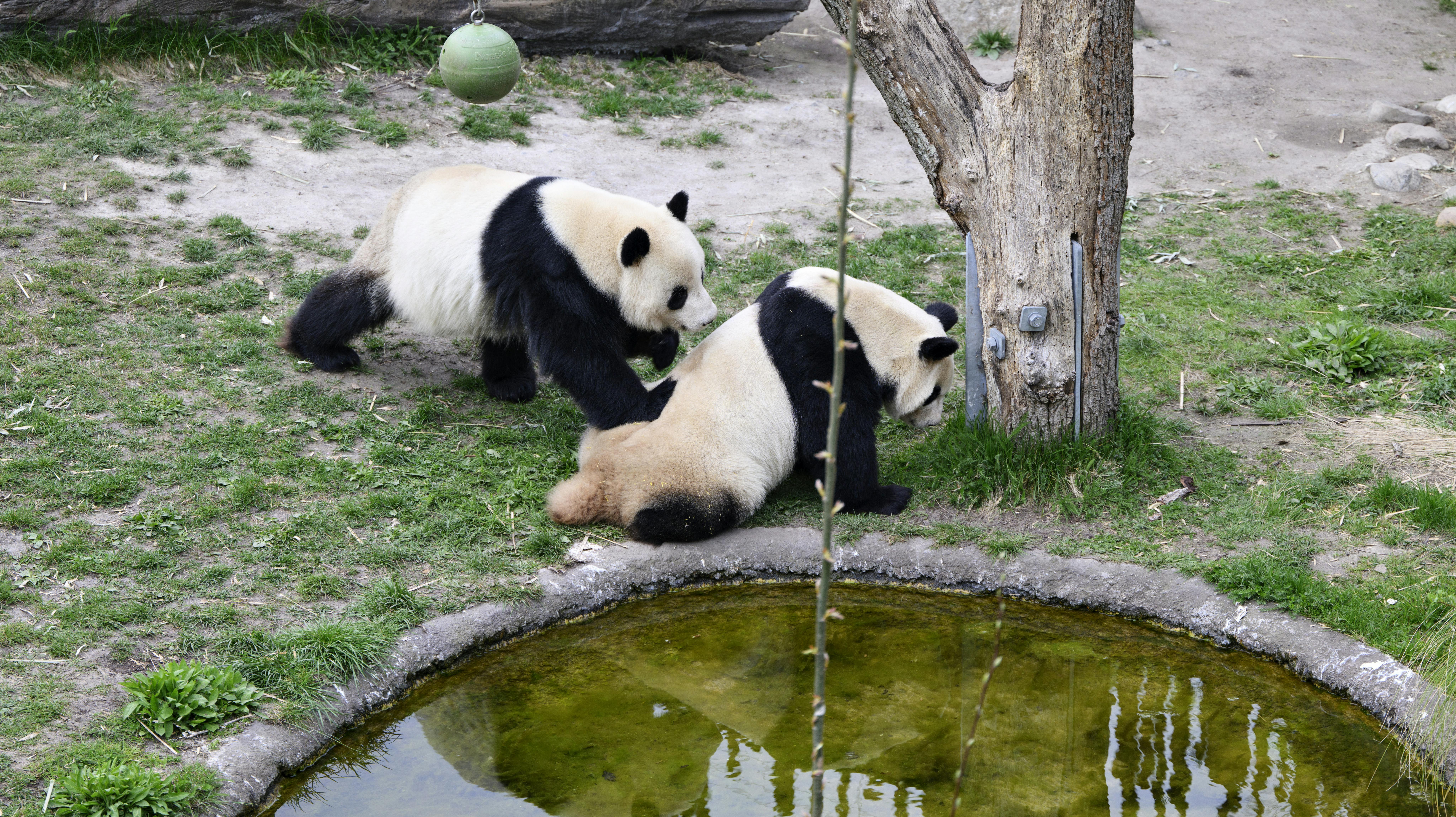 Hannen Xing Er og hunnen Mao Sun er i år blevet sat sammen tidligere i håb om, at de i år parrer sig med succes. Billedet her er fra sidste år, hvor det desværre ikke blev til meget dyt i bamsen.