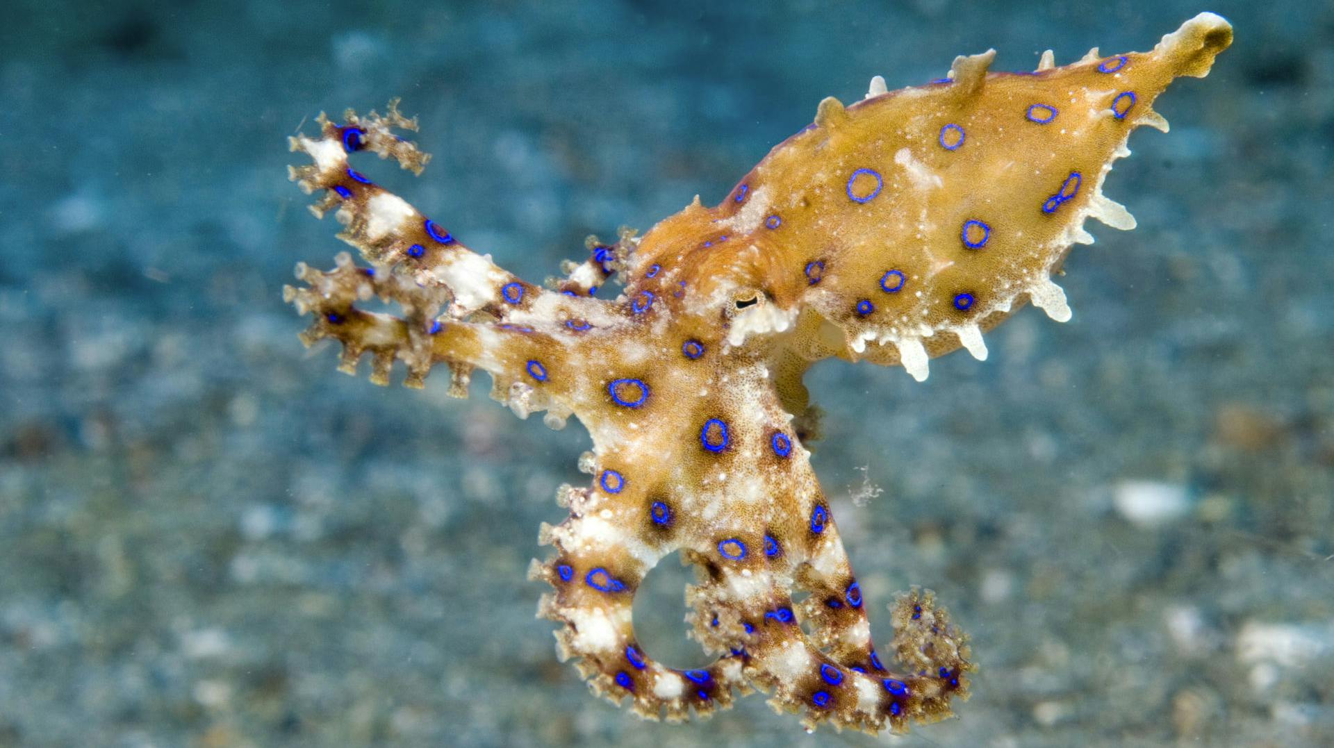 En blåringet blæksprutte betød at en ganske normal svømmetur, udviklede sig til noget af en mareridt for en 30-årig australsk kvinde. 