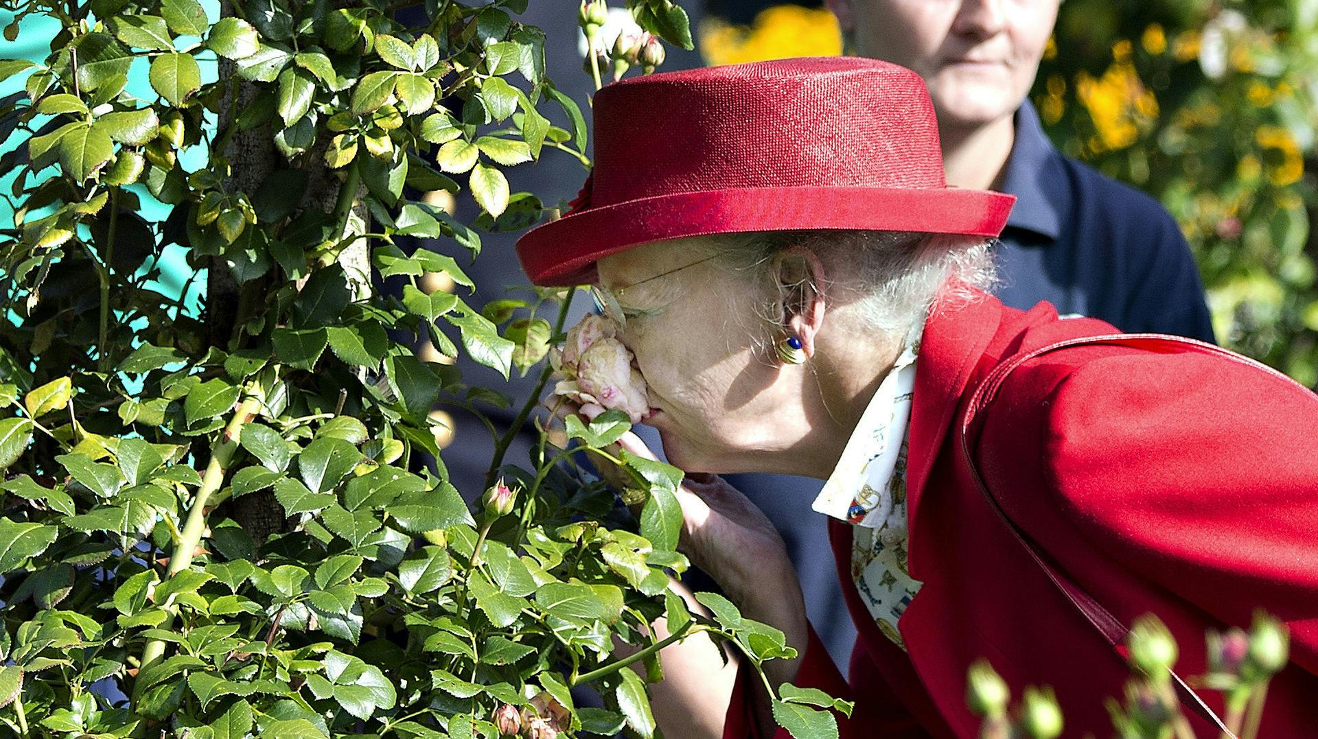 Dronning Margrethe i nærkontakt med en rose i Den Jyske Rosenpark i Ålestrup.