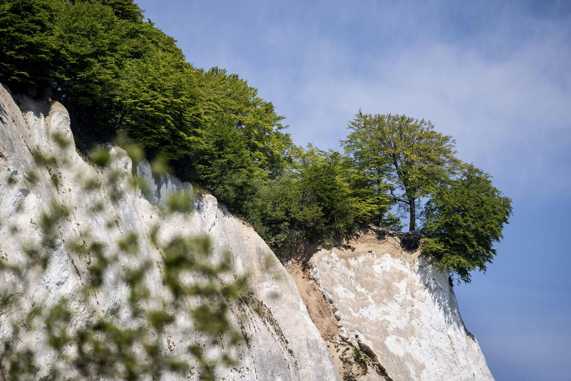 Der er lørdag sket en ulykke ved Møns Klint. En turist faldt ud over klinten. Hun er blevet fløjet med redningshelikopter til Rigshospitalet. Hendes tilstand betegnes lørdag eftermiddag som kritisk. (Arkivfoto). -