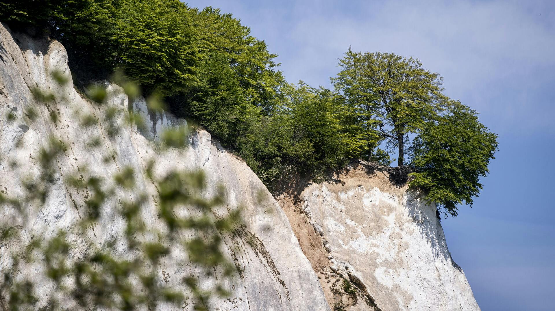 Der er lørdag sket en ulykke ved Møns Klint. En turist faldt ud over klinten. Hun er blevet fløjet med redningshelikopter til Rigshospitalet. Hendes tilstand betegnes lørdag eftermiddag som kritisk. (Arkivfoto). -