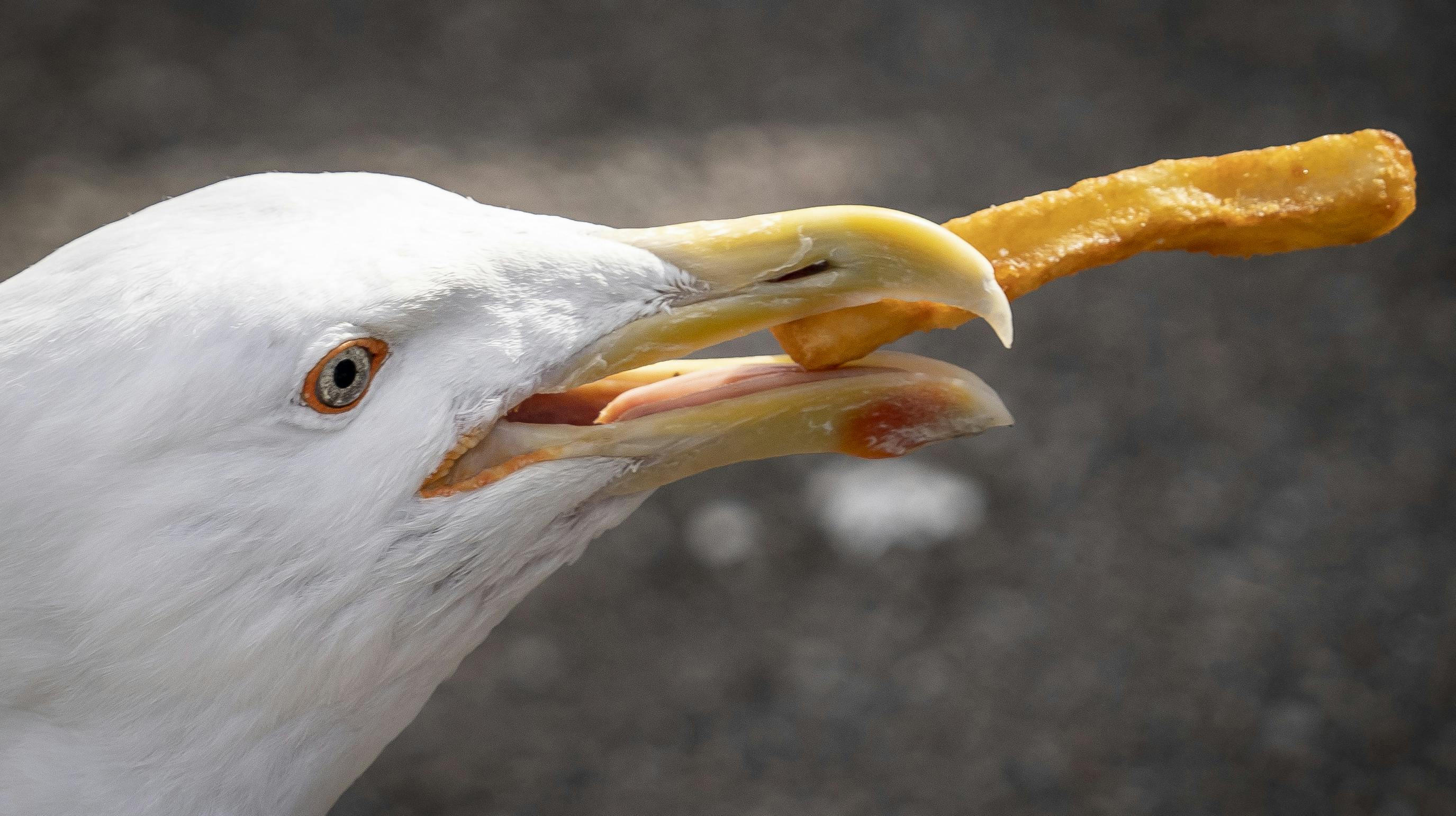 Mågerne må skydes fra i dag og frem til den 15. april, hvor de begynder at yngle. nbsp;