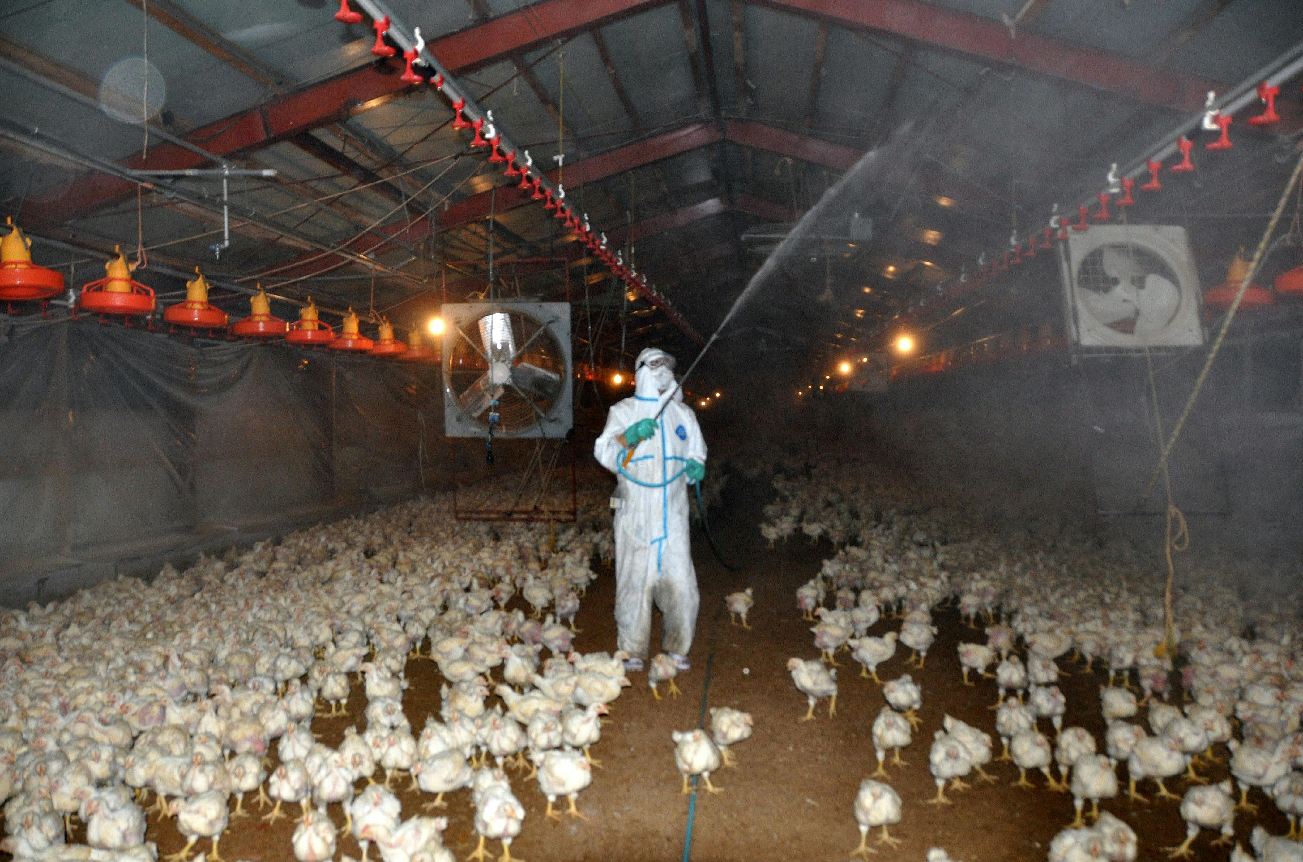Fugleinfluenzaen i Japan er så slem, at man har været nødt til at dræbe over 17 millioner fugle.
