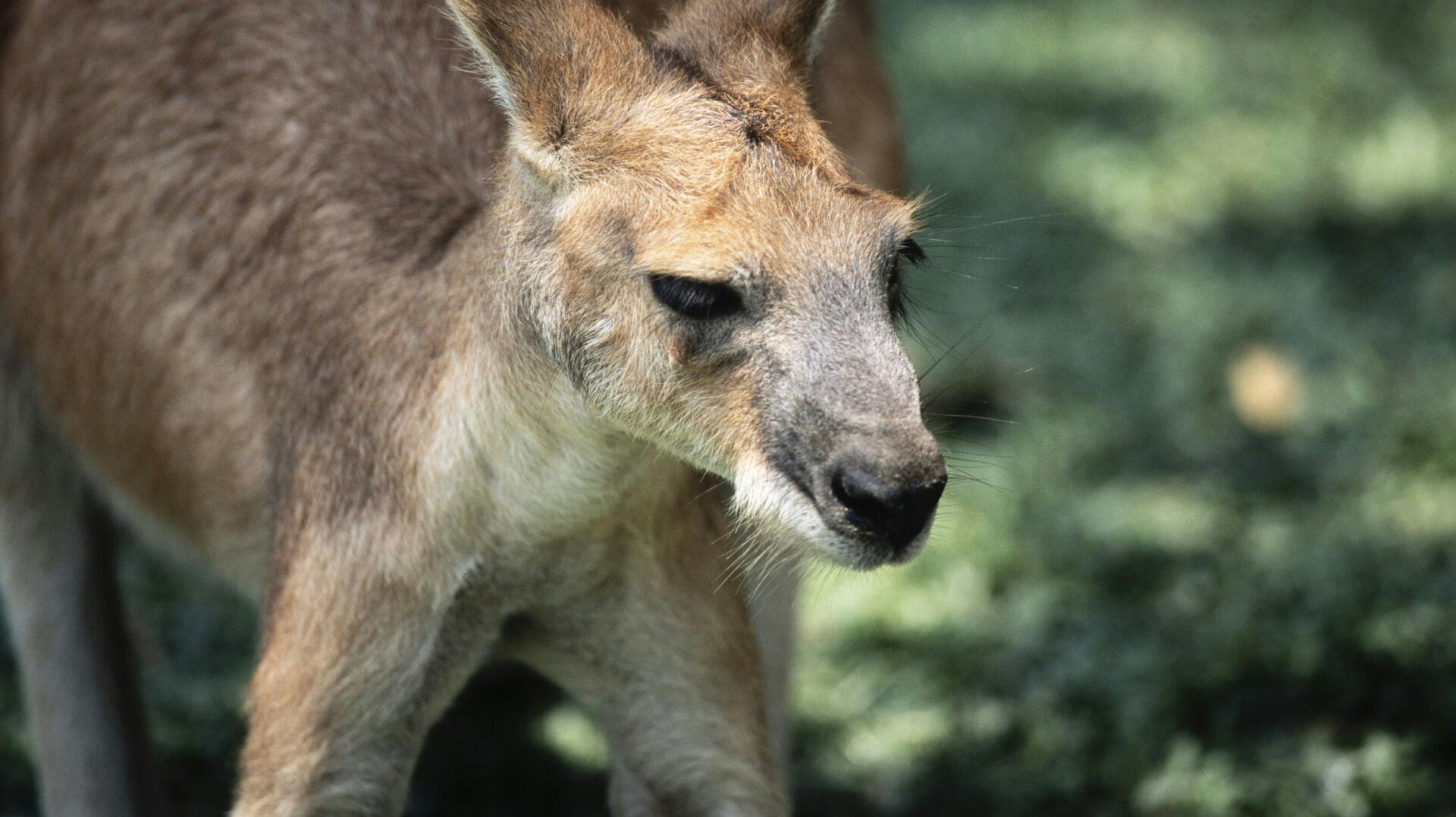 Den får nok svært ved at skjule sig med sådan et fjæs.