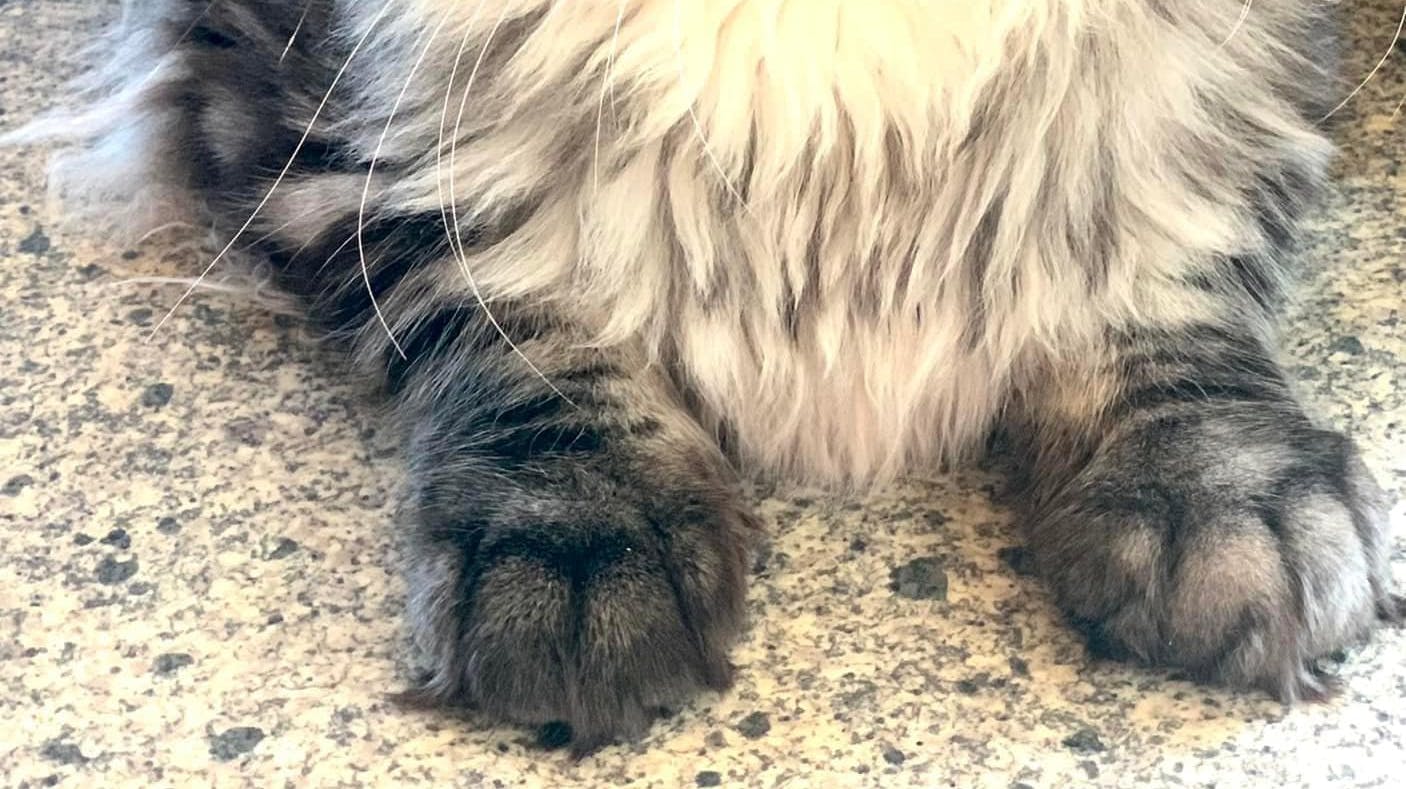 Kristines kat Jedi er forsvundet