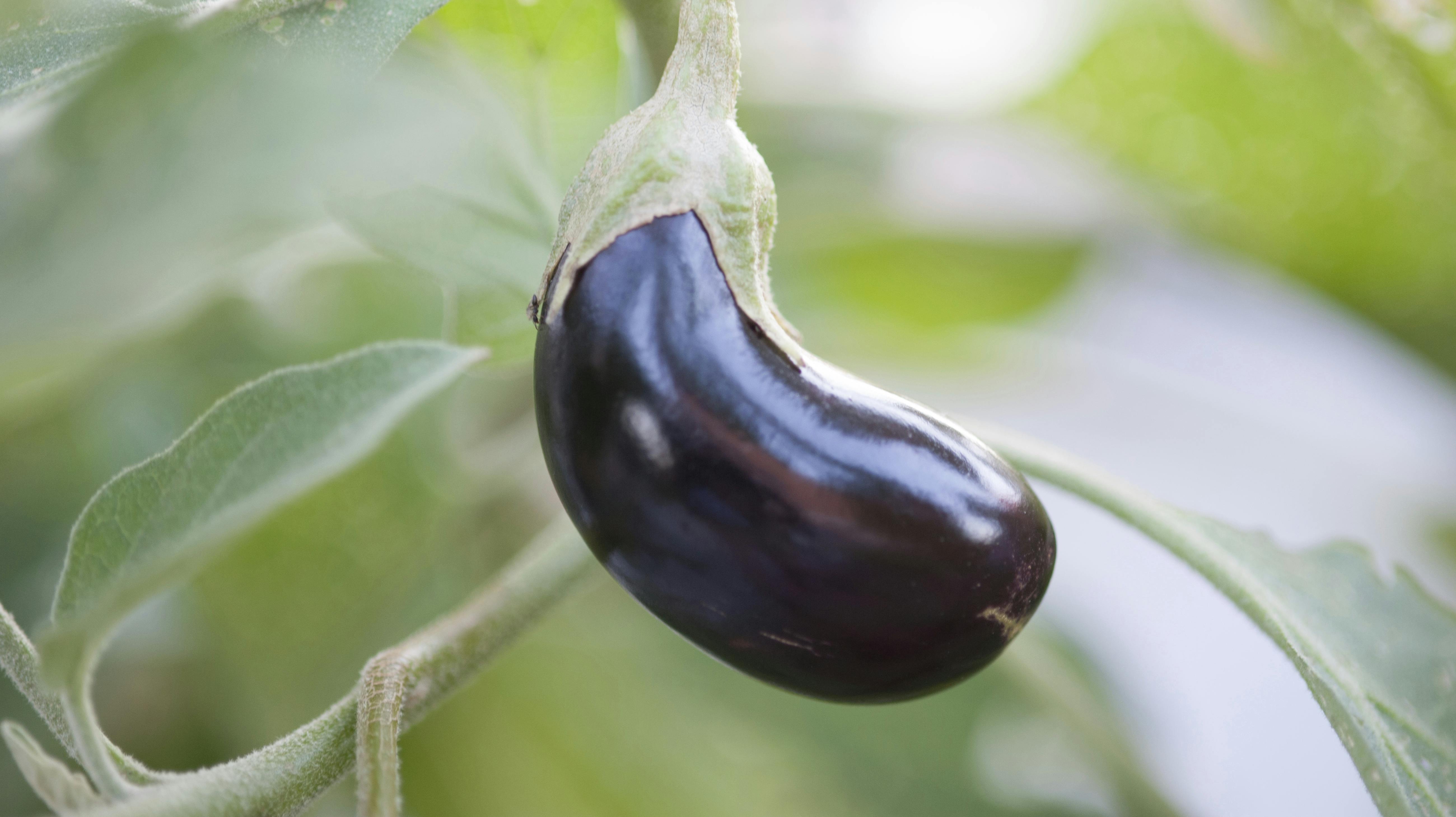 En uheldig indonesisk mand fik det, som lægerne betegner som "aubergine deformitet".