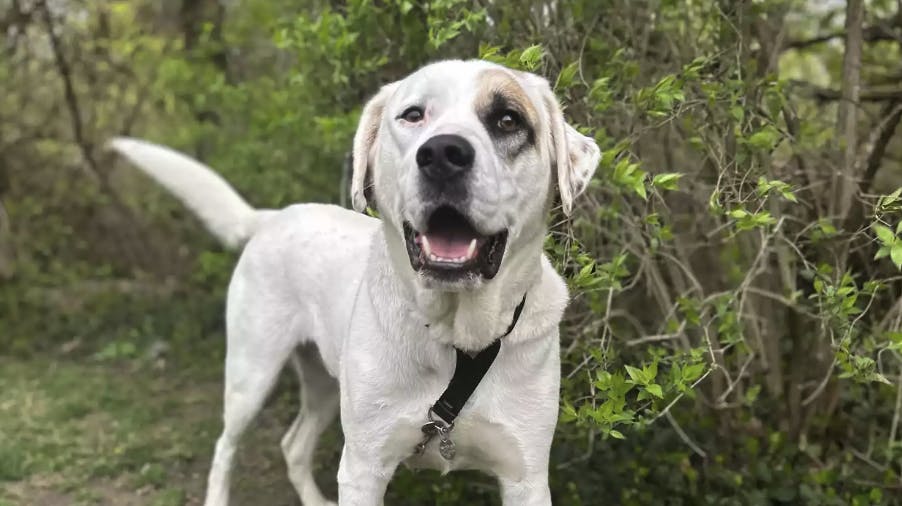 Selv om Patch mistede sin ejer på tragisk vis, får hunden noget at glæde sig over nu.