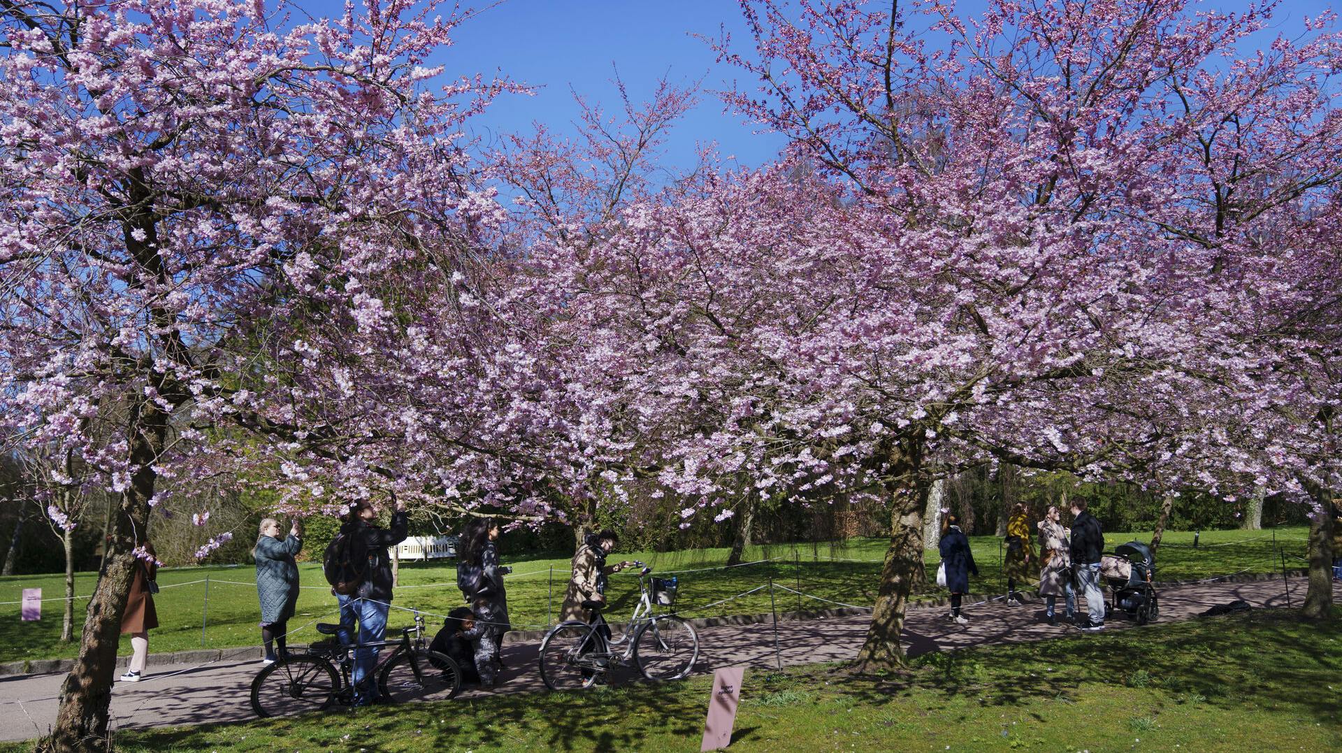 Det ser smukt ud, men trækker også mange folk til.