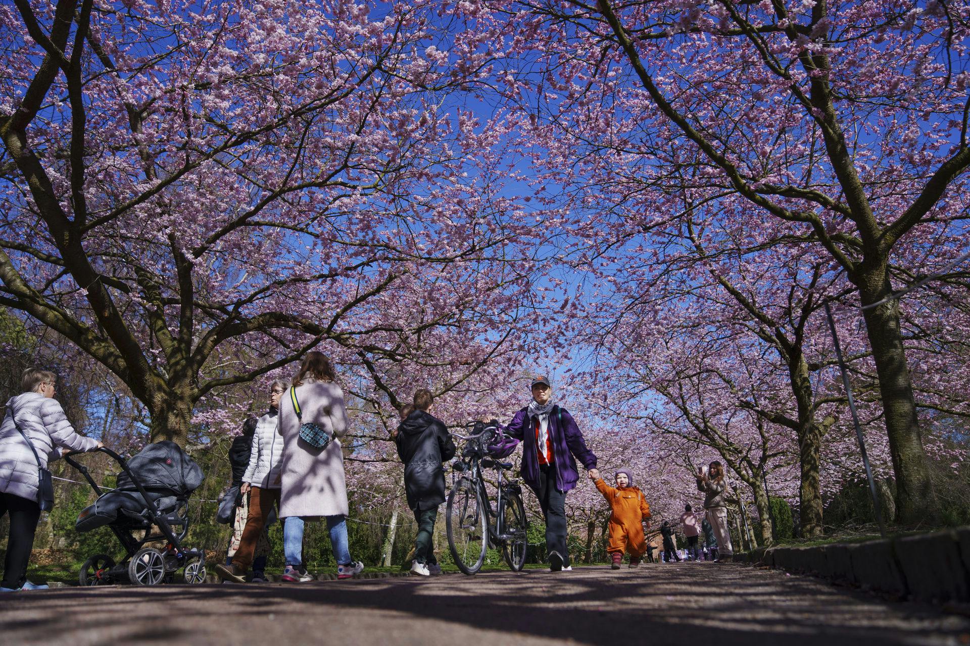 Op mod 150.000 ventes at gæste kirkegården. Og det er ikke de døde, der trækker mest for tiden.
